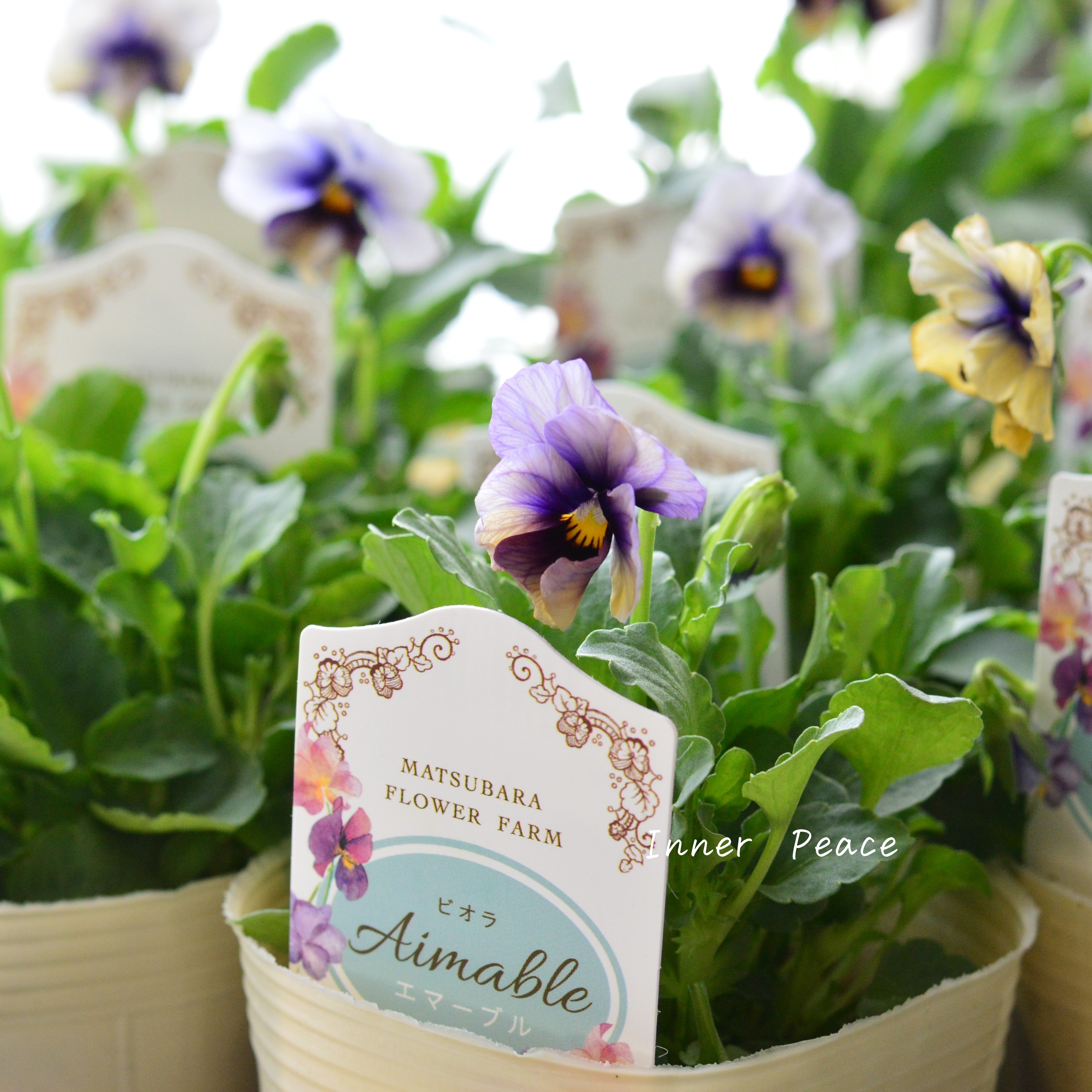 【マツバラフラワーファームさん】 ビオラ 『エマーブル・ムーンライト』 3寸ロングPOT