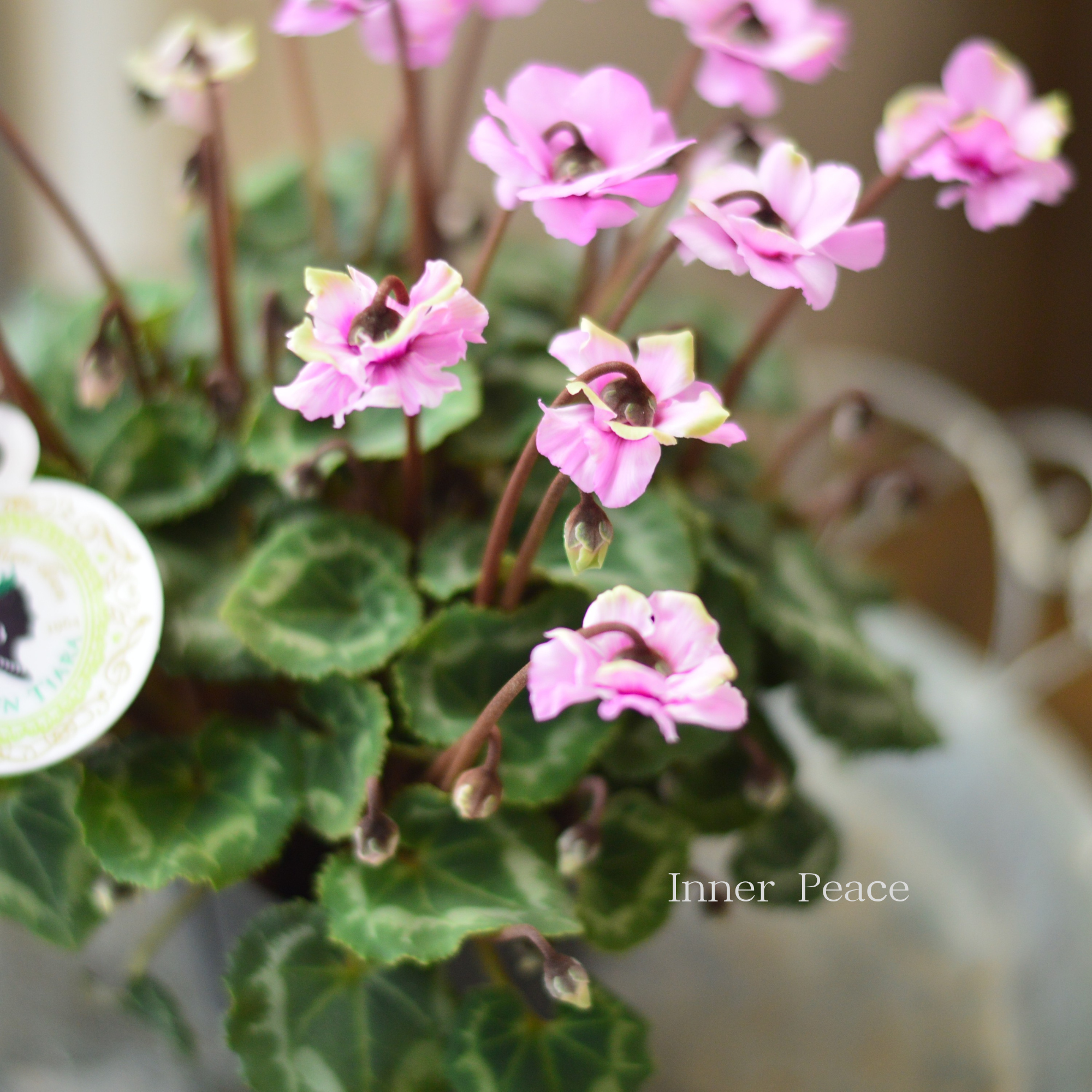 【八重咲き】 ガーデンシクラメン 『グリーンティアラ・ピンク系』 3寸硬質POT