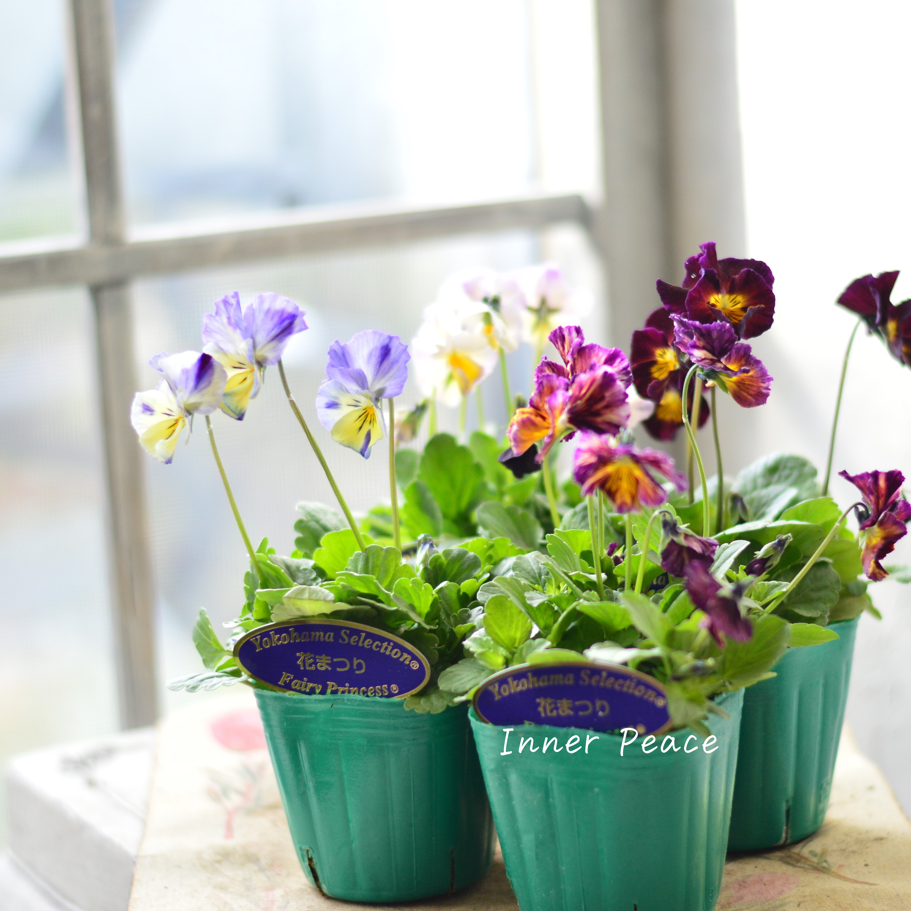 【人気】 ビオラ 『横浜セレクション・花まつり』 3寸POT
