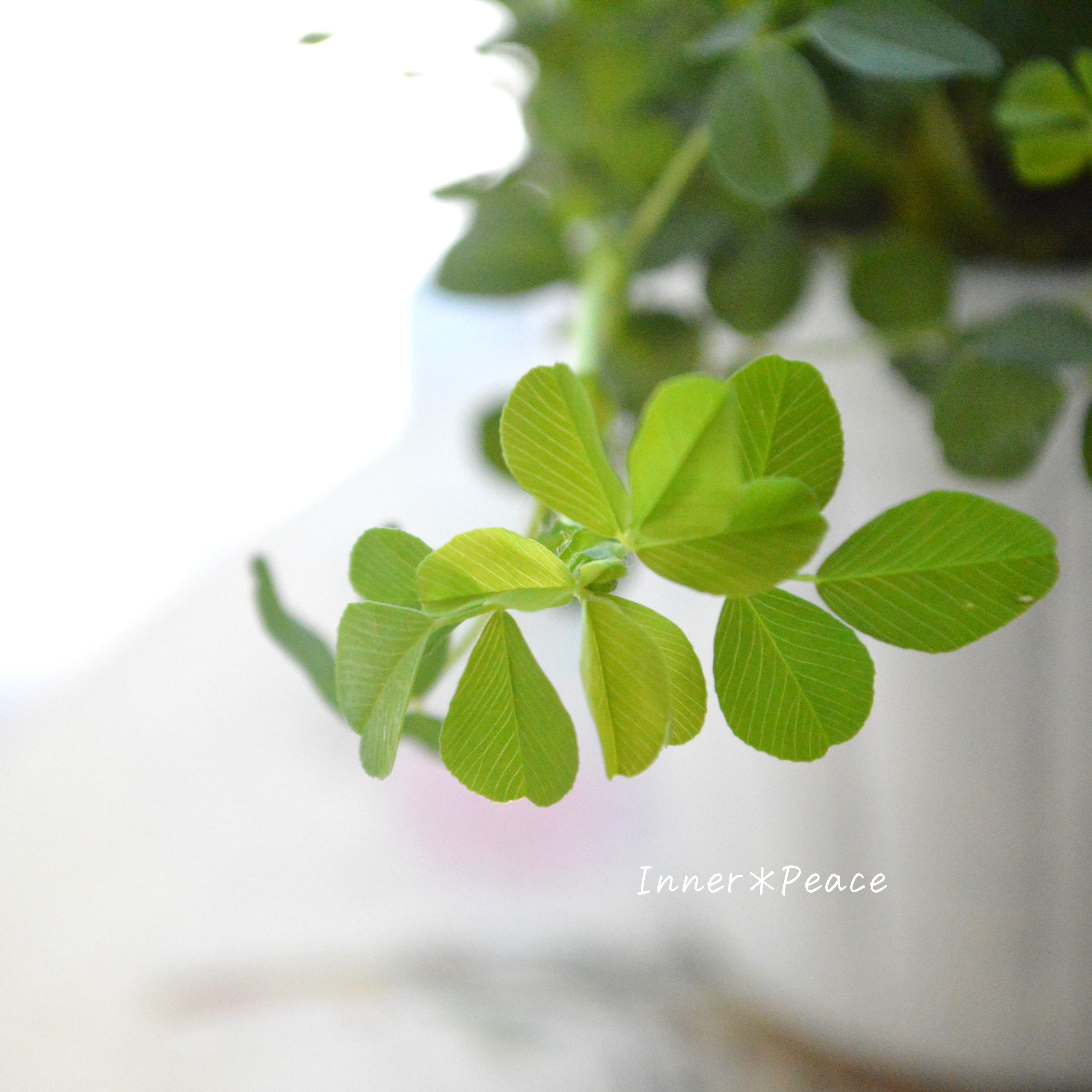 【かわいい】 トリフォニウム 『イエローリボン』 3寸POT