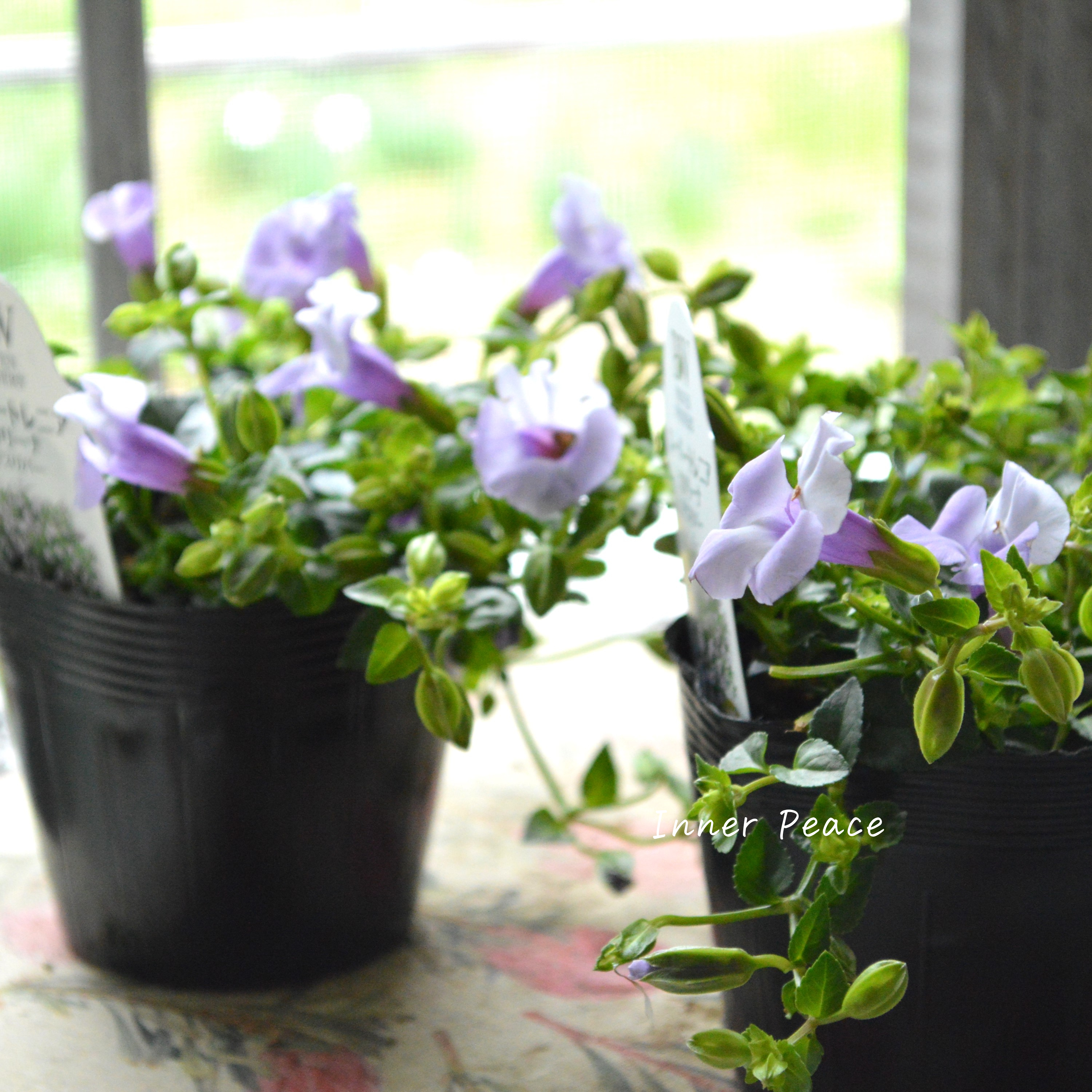 【PW】 スーパートレニア カタリーナ 『アイスリバー』 3.5寸POT