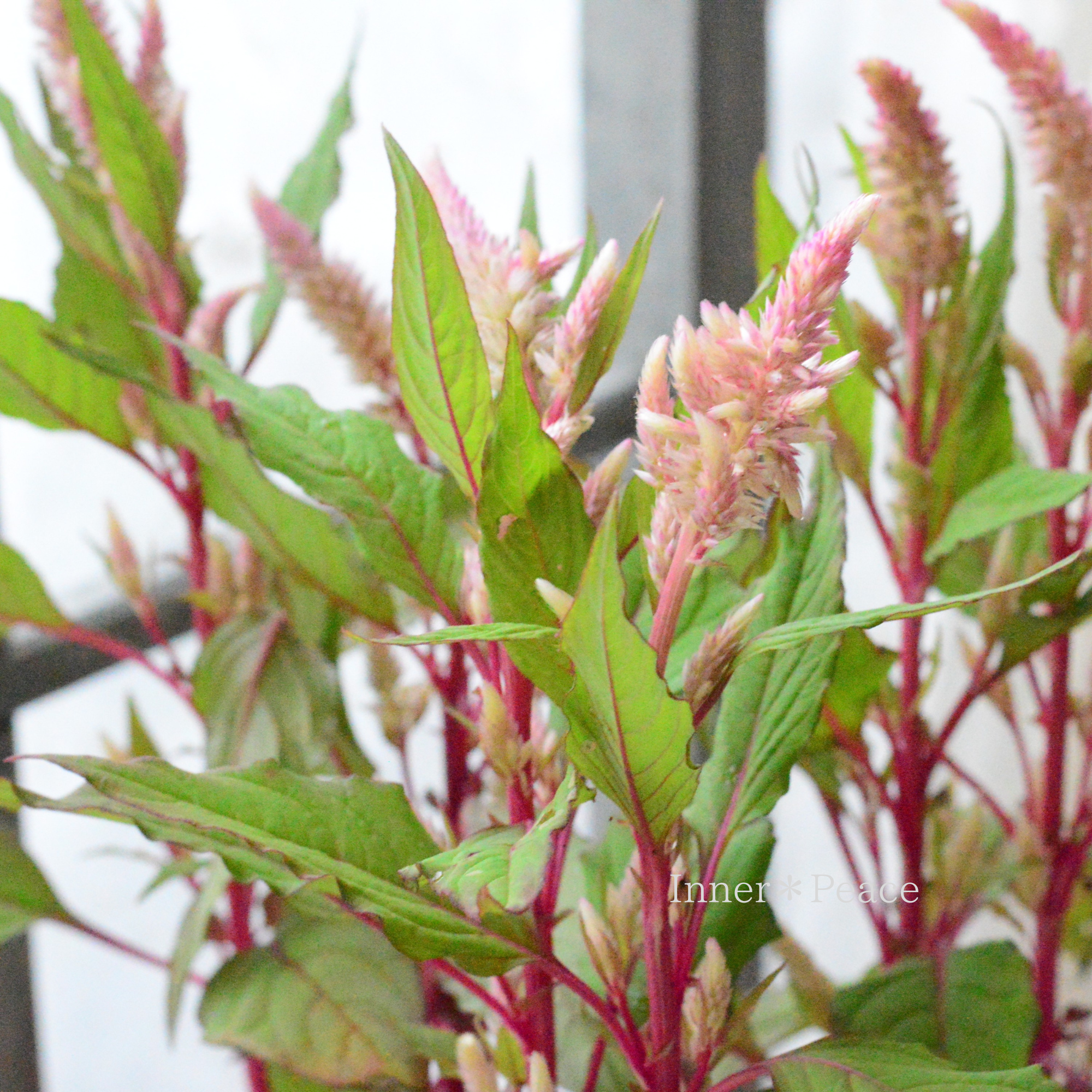 【暑さに強い】 ケイトウ 『スマートルック・ロマンティカ』(セロシア) 2.5寸ロングPOT
