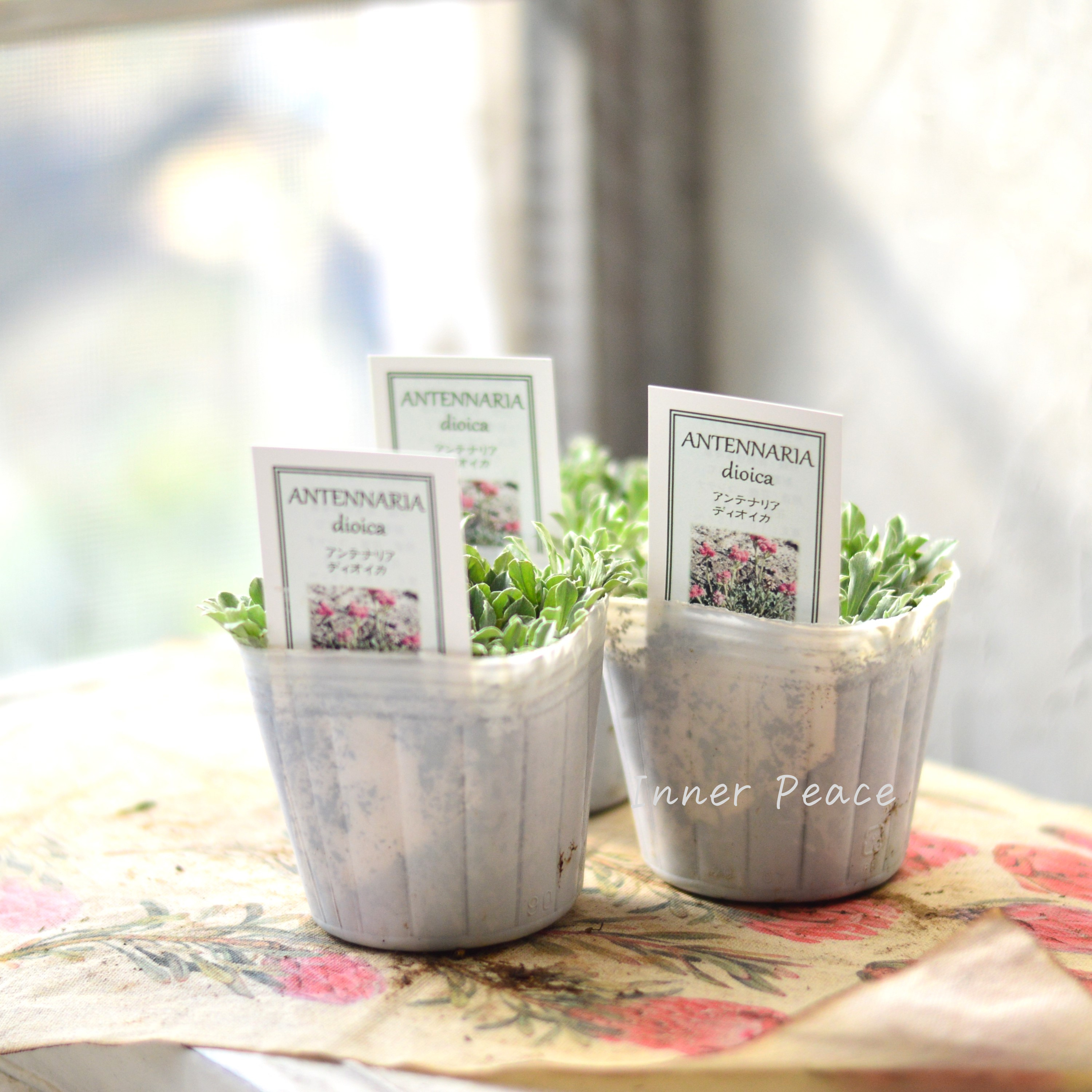 【寒さに強い】 アンテナリア 『ディオイカ』 植え込み用 3寸POT