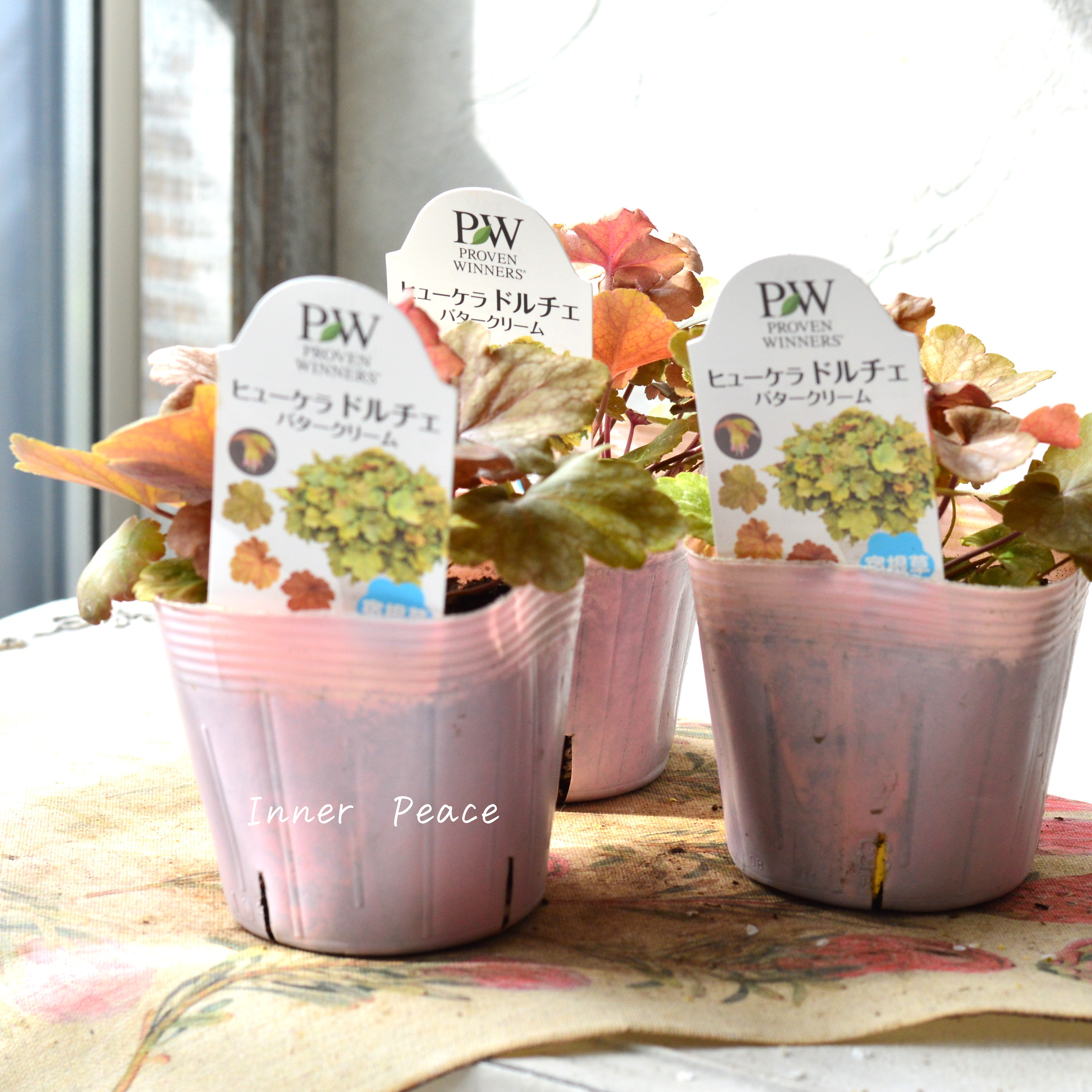 【PW】 ヒューケラ ドルチェ 『バタークリーム』 3.5寸POT
