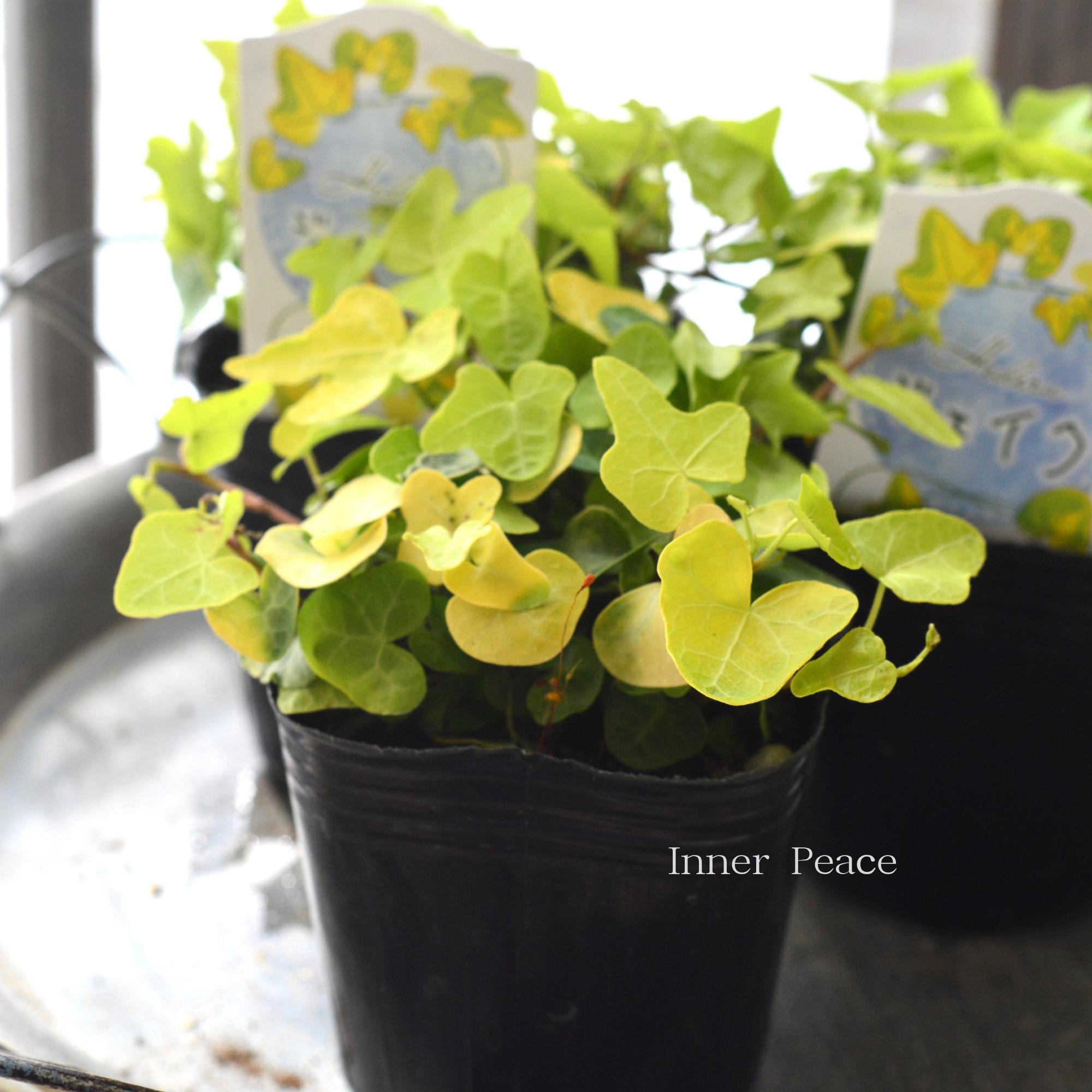 【かわいい】 ヘデラ 『ジェイク』 3寸POT