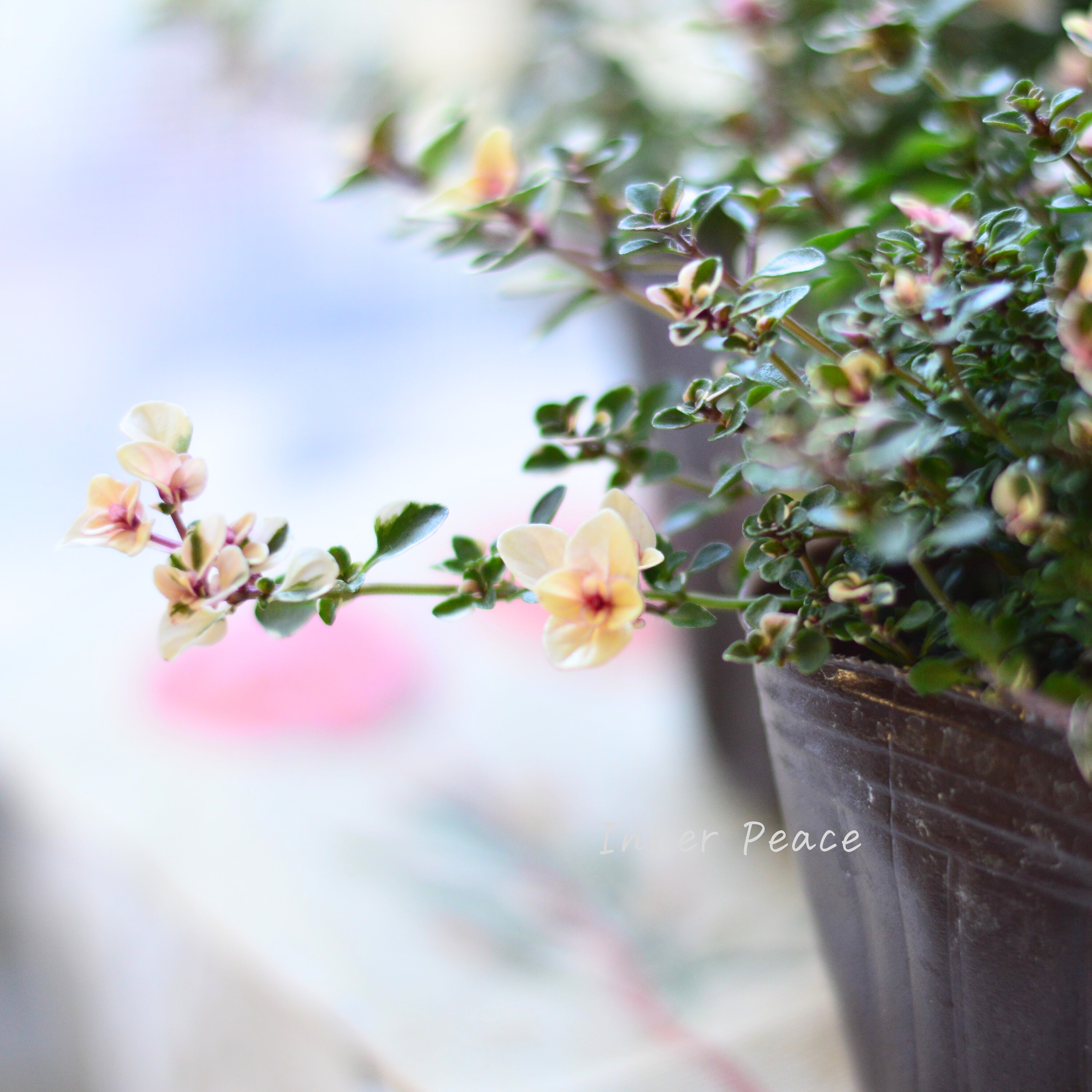 【寄せ植えに】 フォックスリータイム 2.5寸~3寸POT