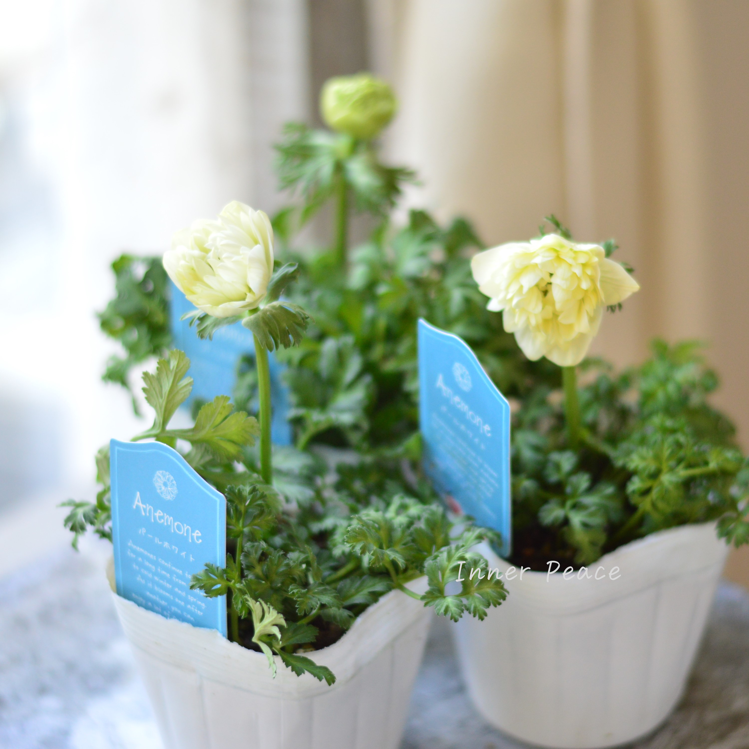 【八重咲き】 アネモネ 『パールホワイト』 3~3.5寸POT