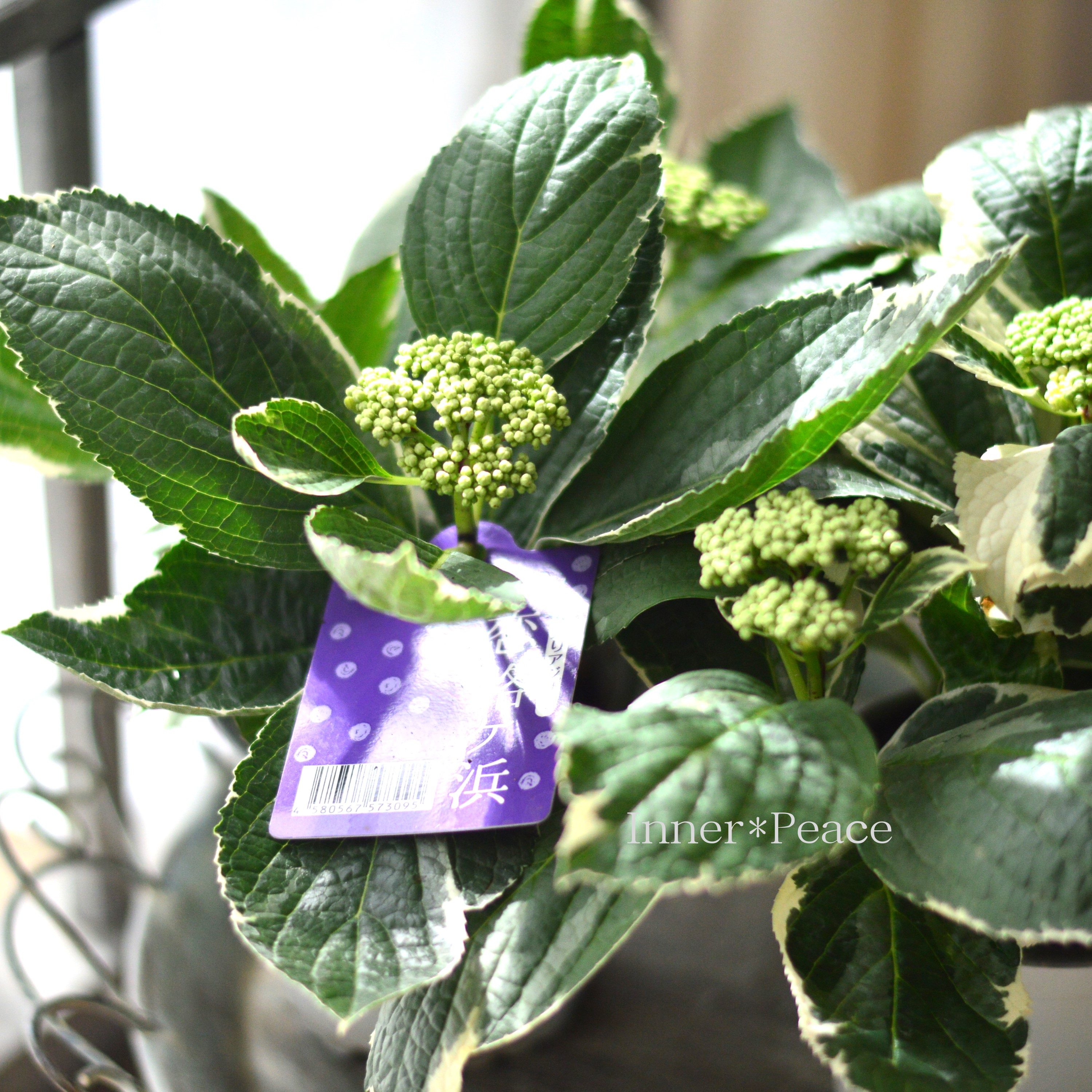 【斑入り】 アジサイ 『恋路ヶ浜』 3.5寸POT