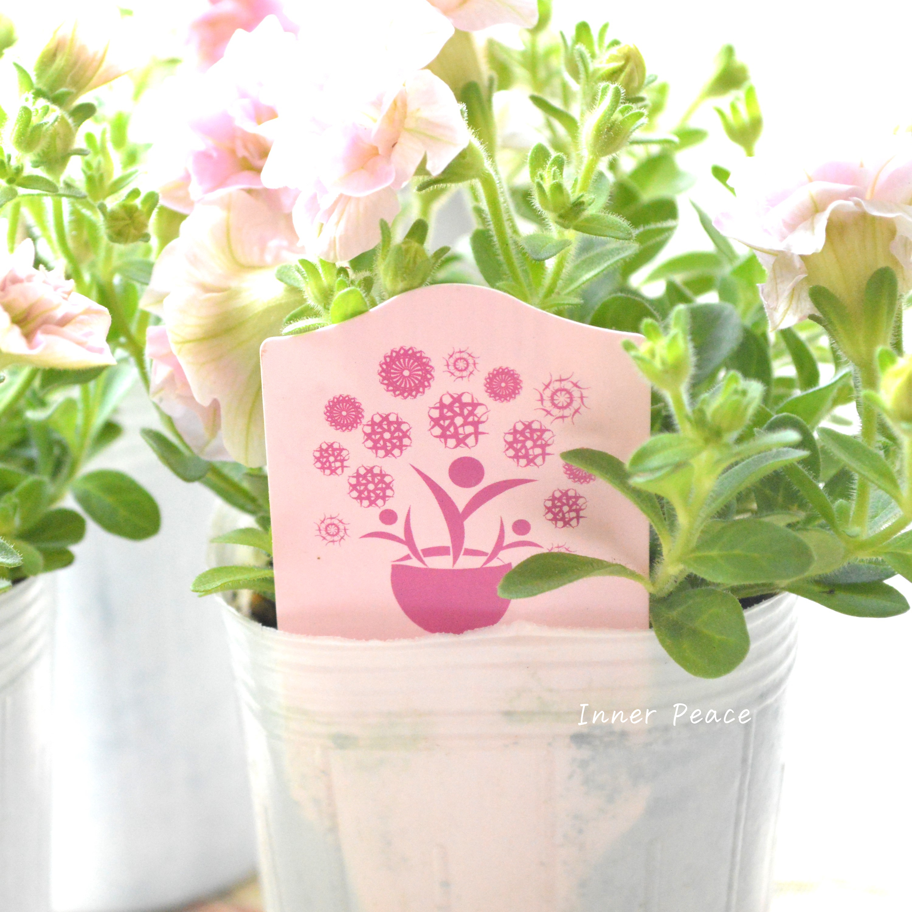【希少】 Sale! ナラフラさんのペチュニア ピンク 3寸ロングPOT