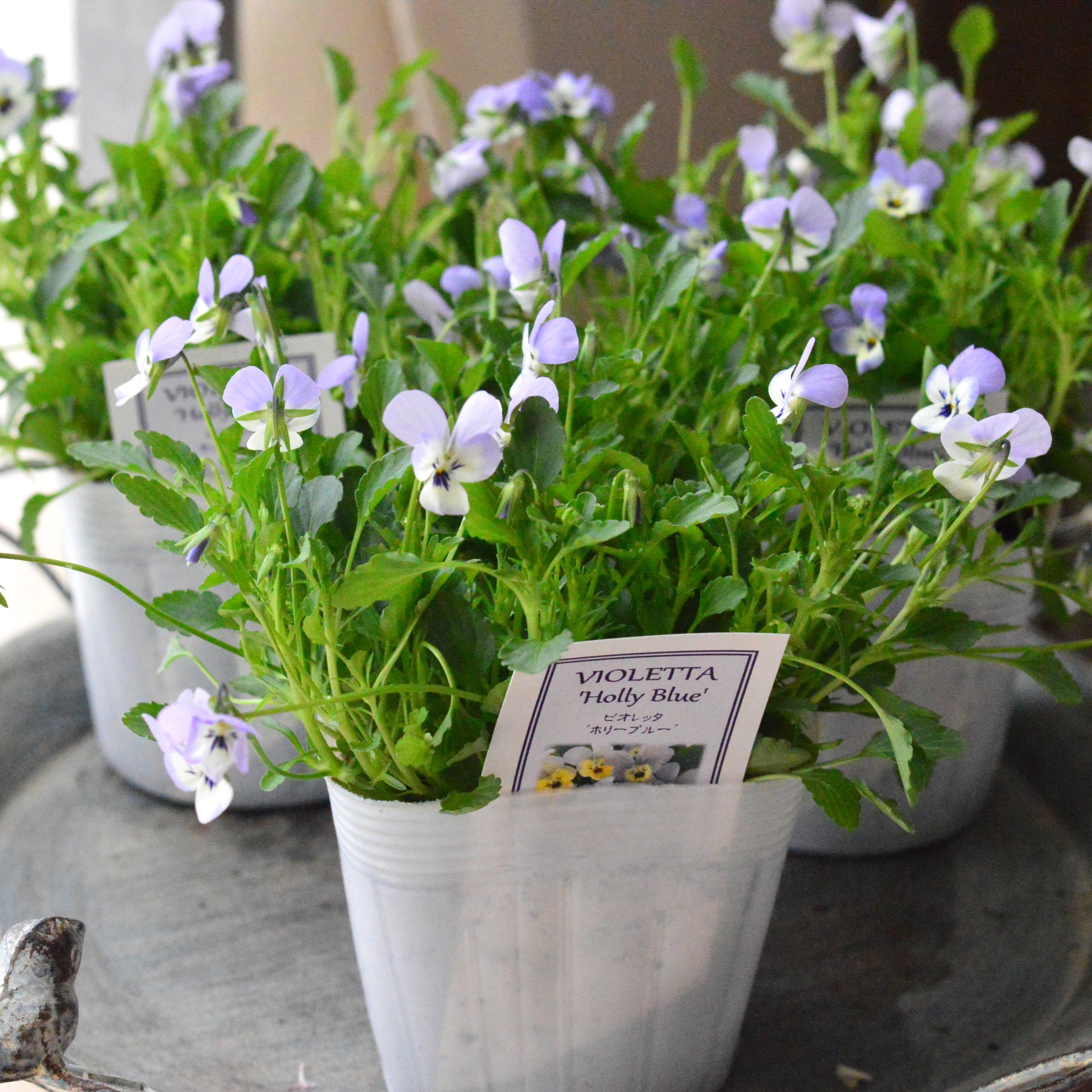 【かわいい】 小輪ビオラ ビオレッタ 『ホリーブルー』 3.5寸POT