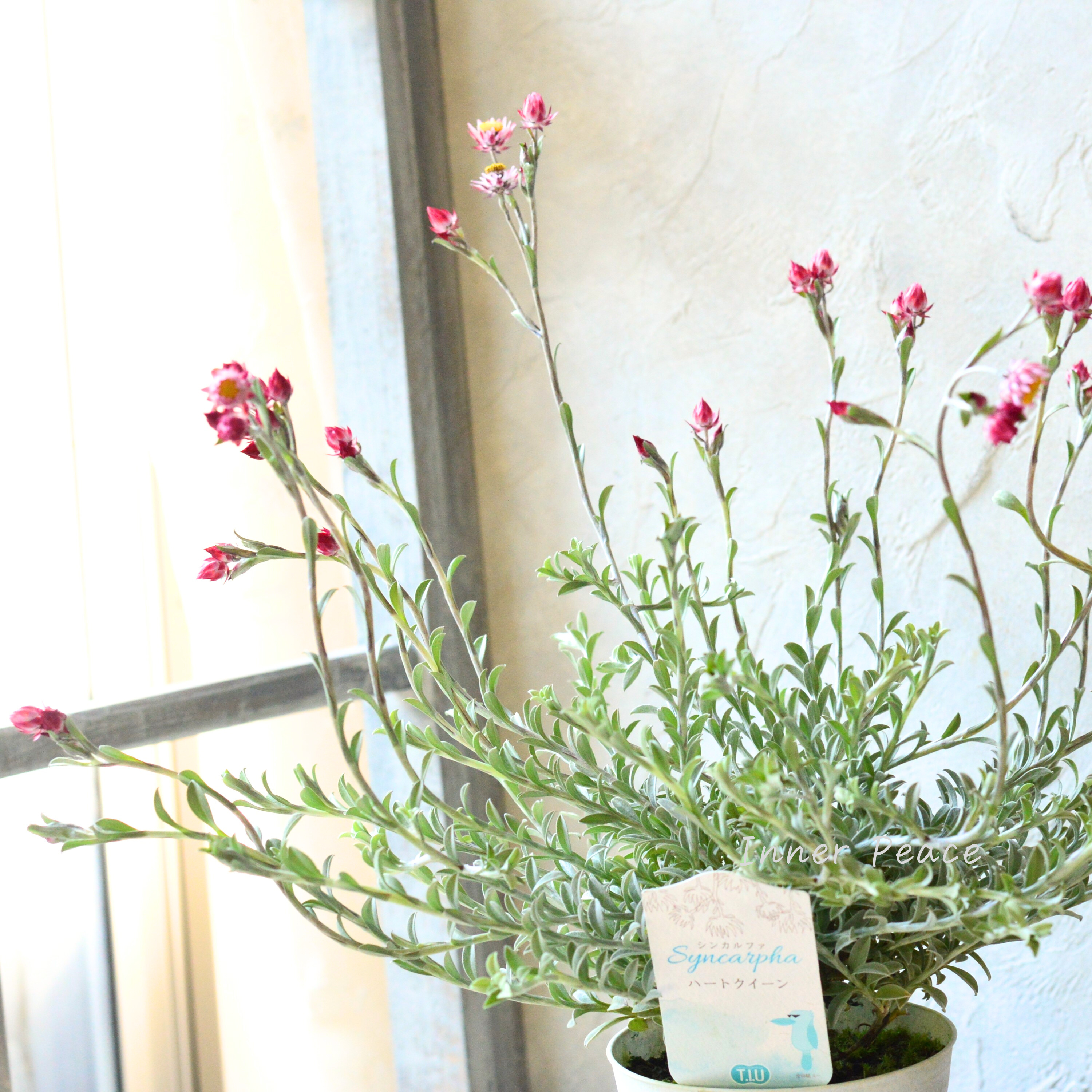 【カサカサしたお花】 シンカルファ 『ハートクイーン』 3.5寸プラ鉢