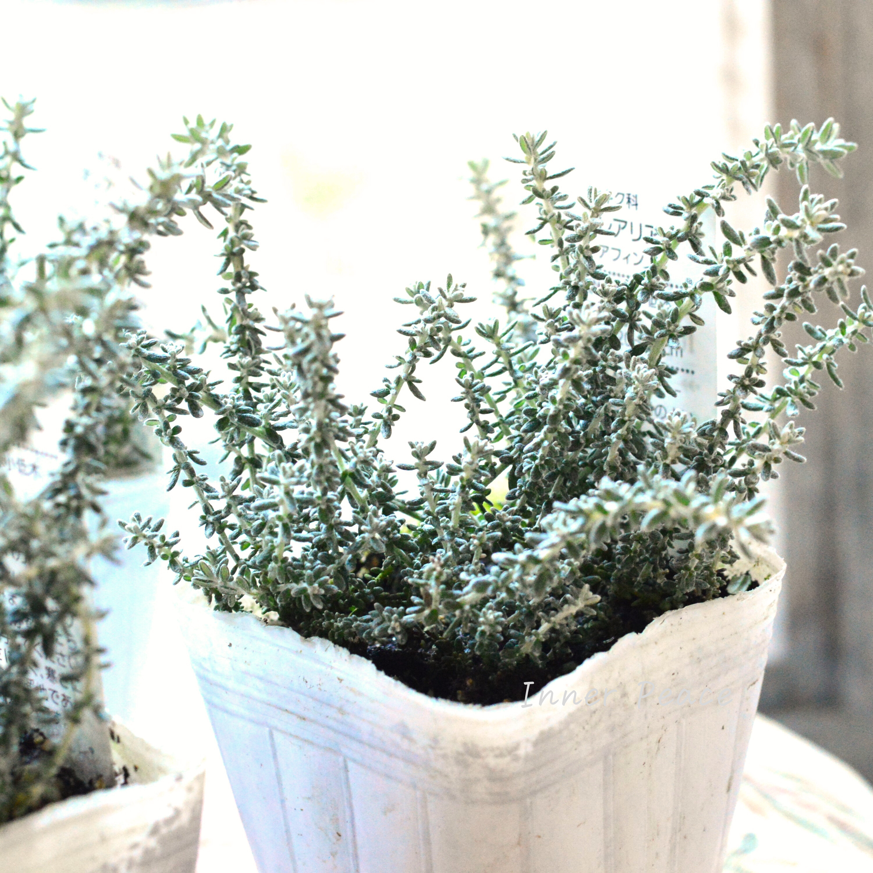 【寄せ植えに】 オレアリア 『アフィン』 2.5寸~3寸POT