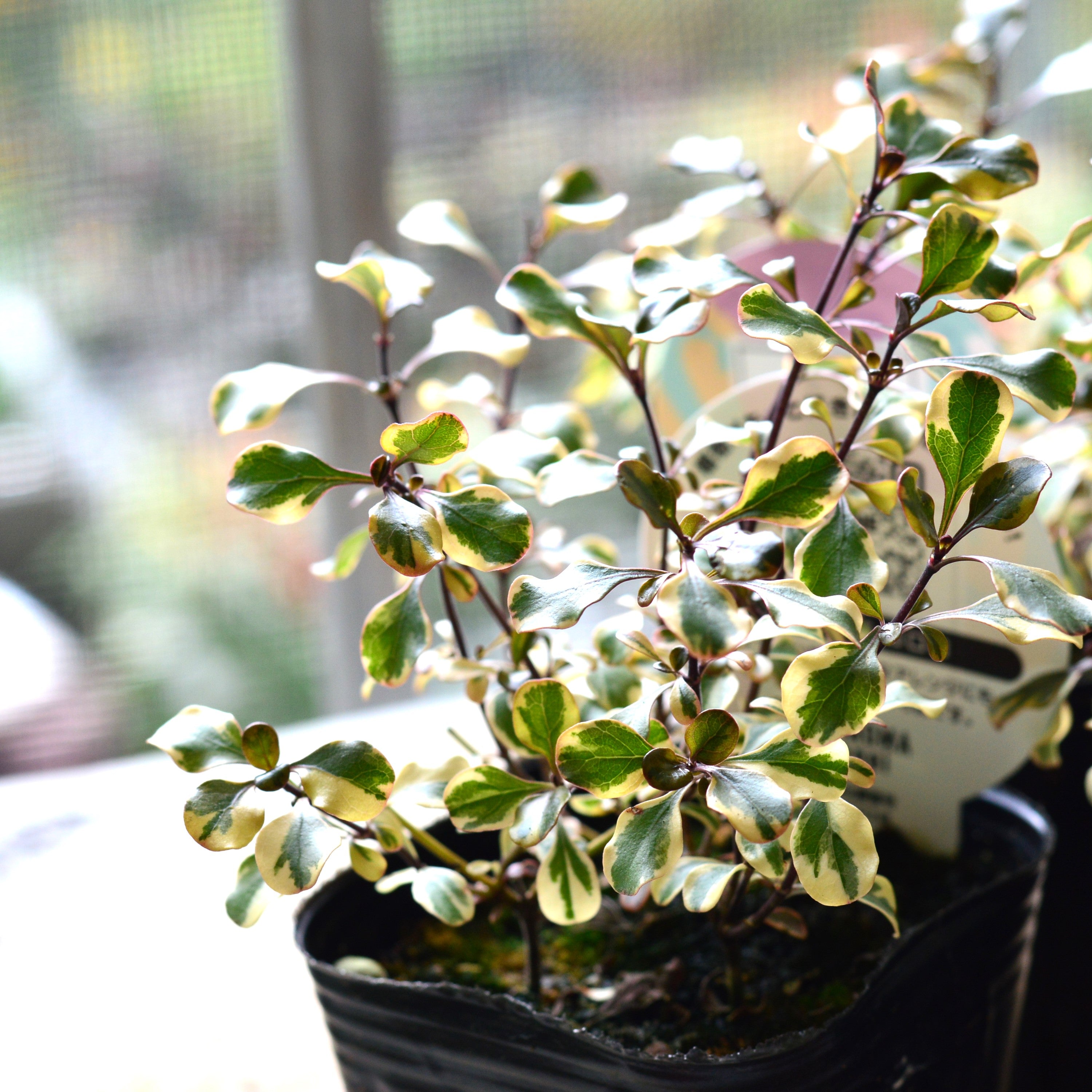 【2分割できる】 コプロスマ 『コロロ』 3寸POT