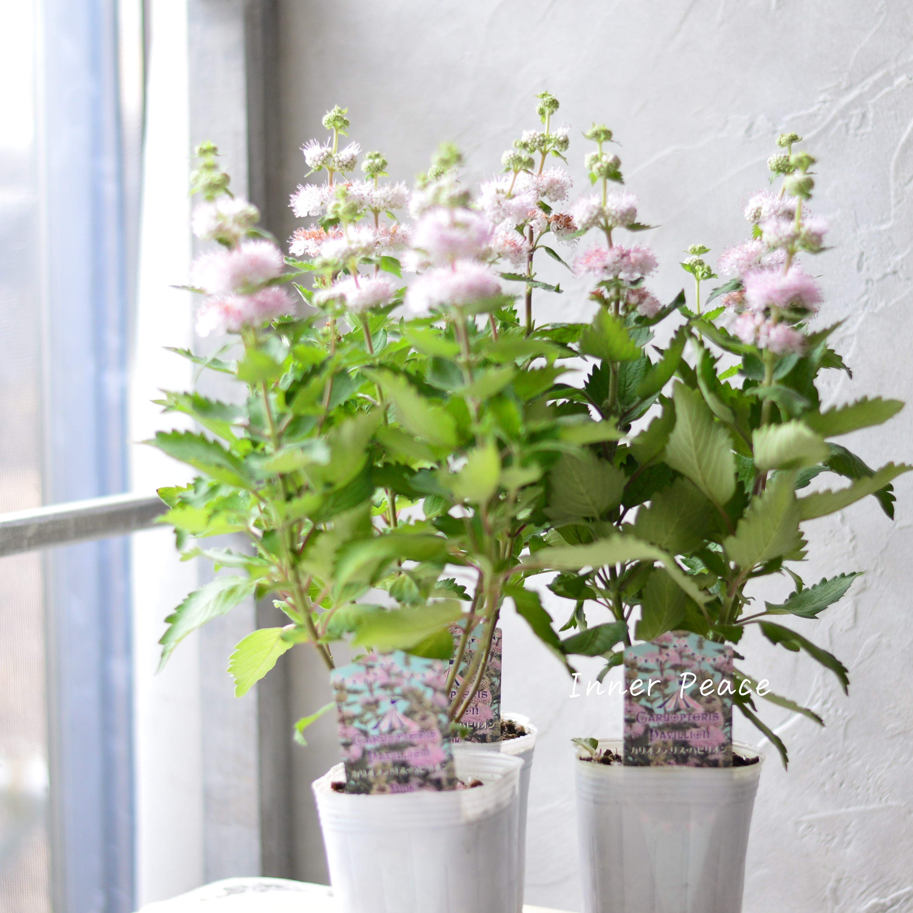 【宿根】 カリオプテリス 『パビリオン・ピンク』 3寸ロング寸POT