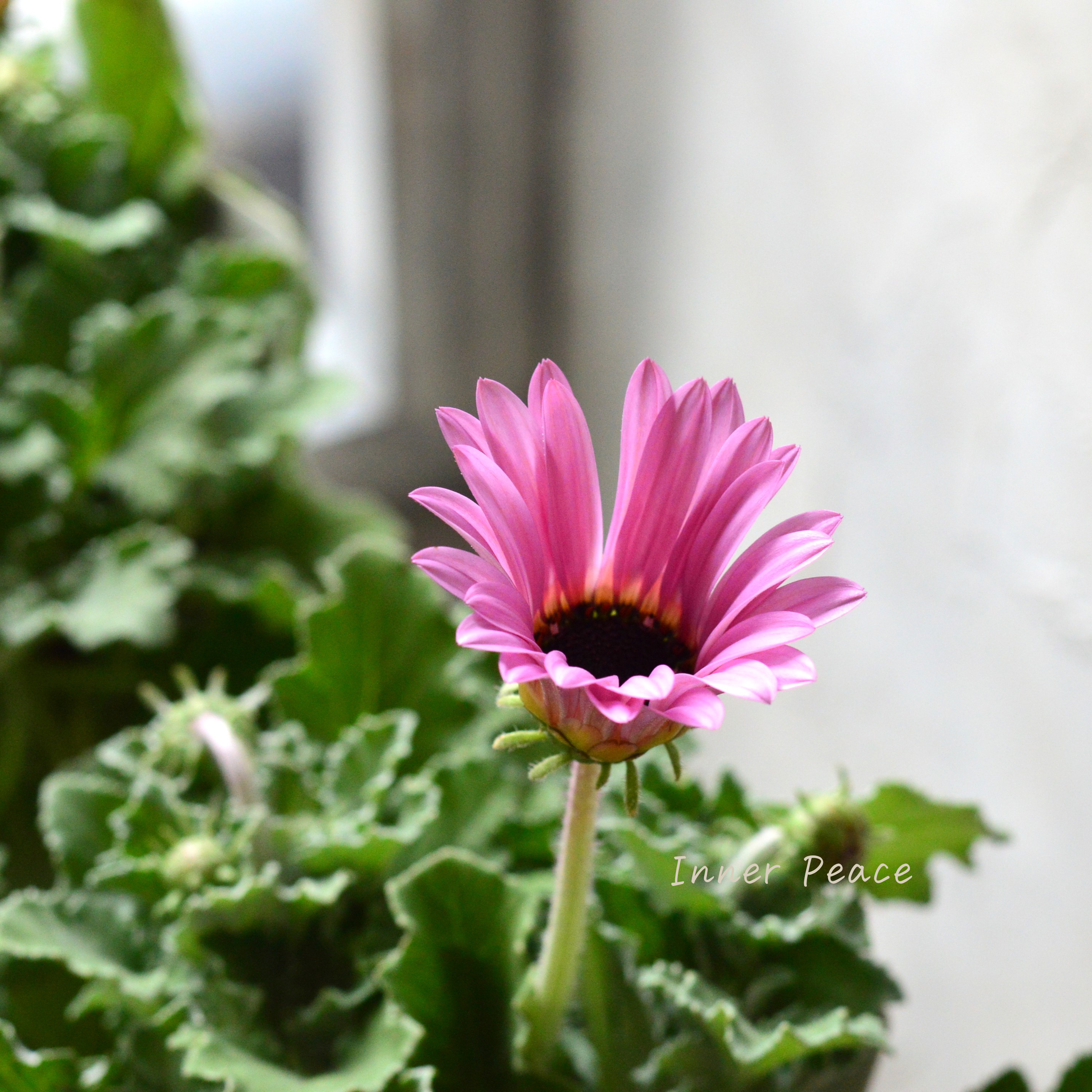 【かわいい】 アークトチス 『マジックシリーズ・ピンク』 3.5寸POT