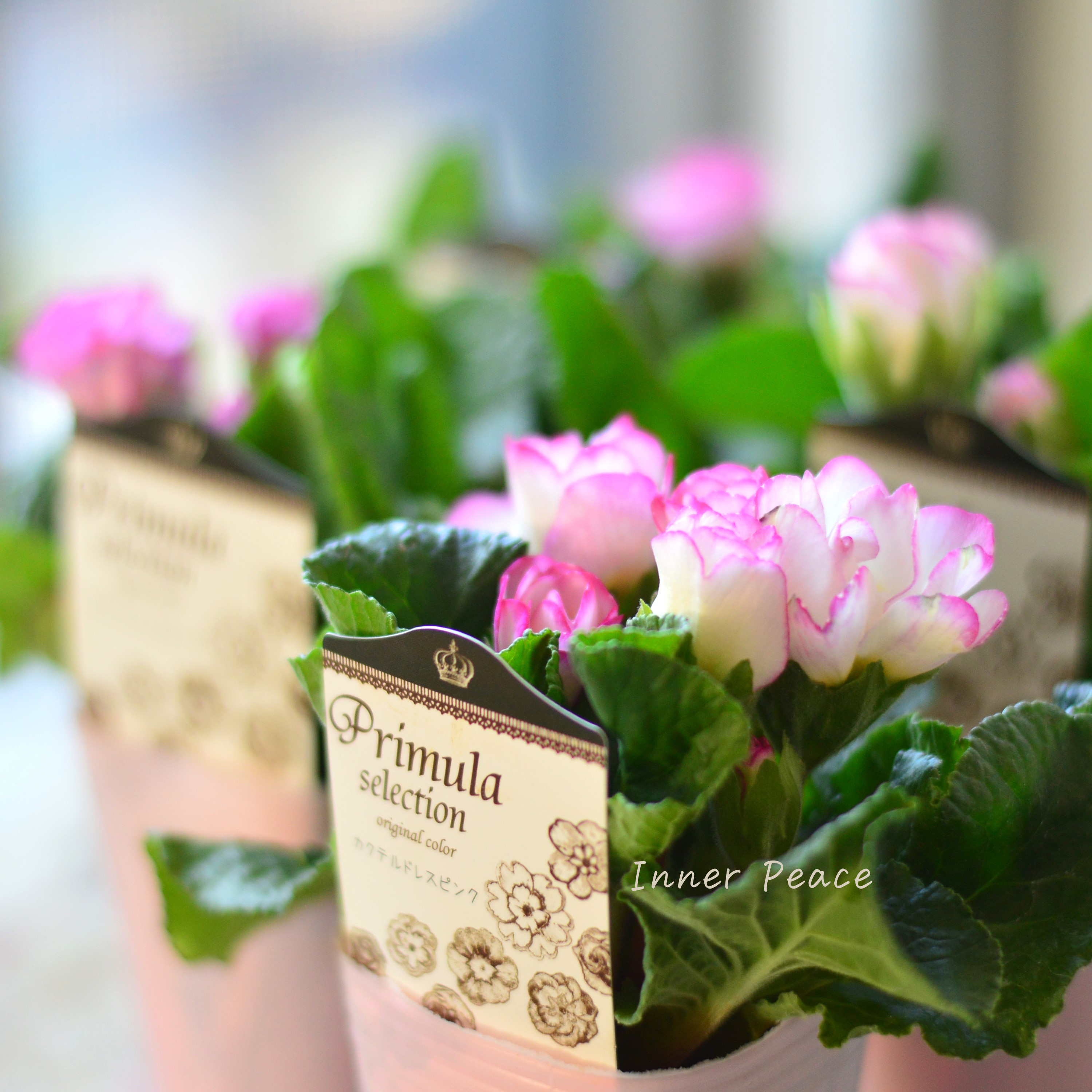 【k-plantsさん】 バラ咲き プリムラ 『カクテルドレス・ピンク』 2.5寸ロングPOT