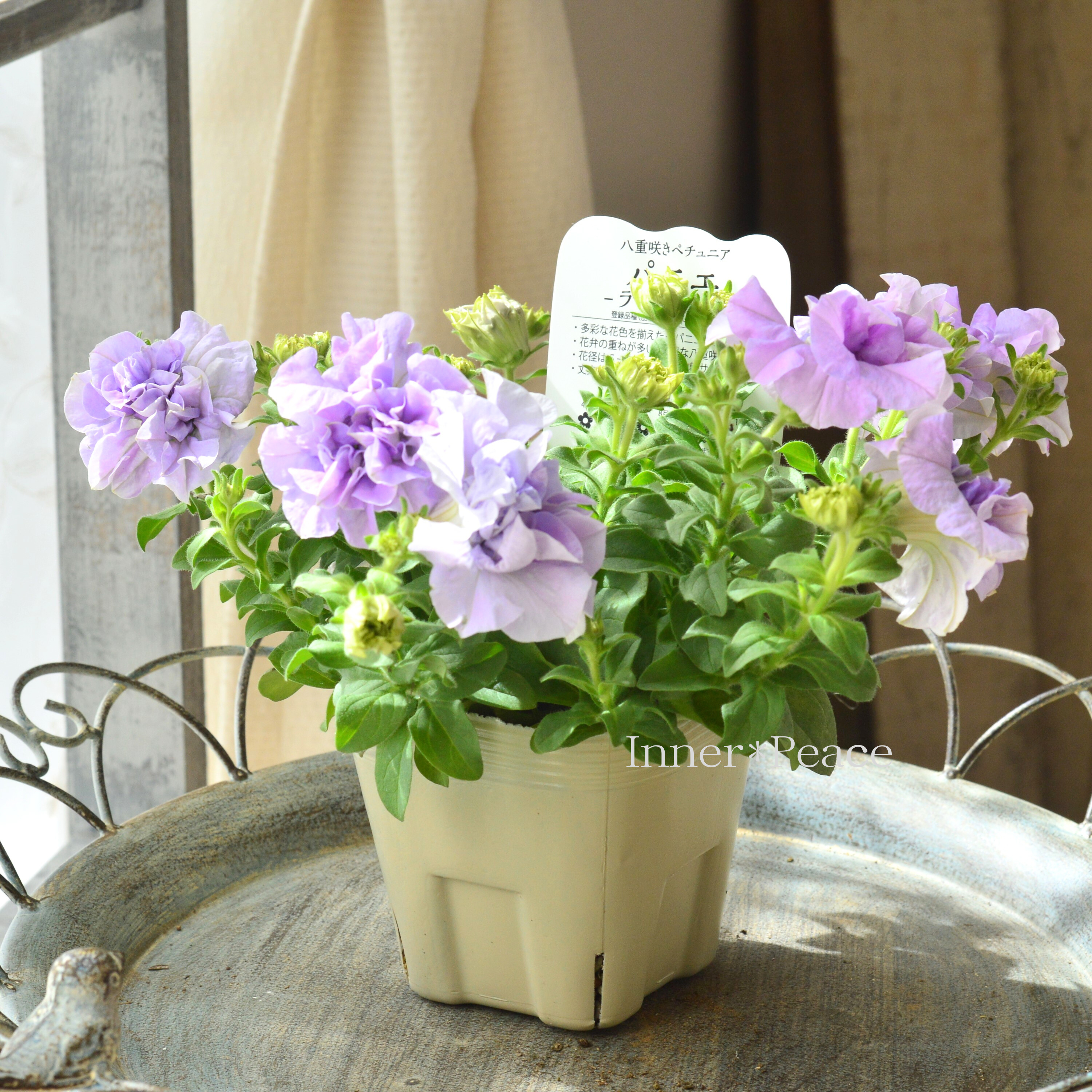 【美しい】 八重咲きペチュニア 『パニエ・ライトブルー』 3.5寸POT