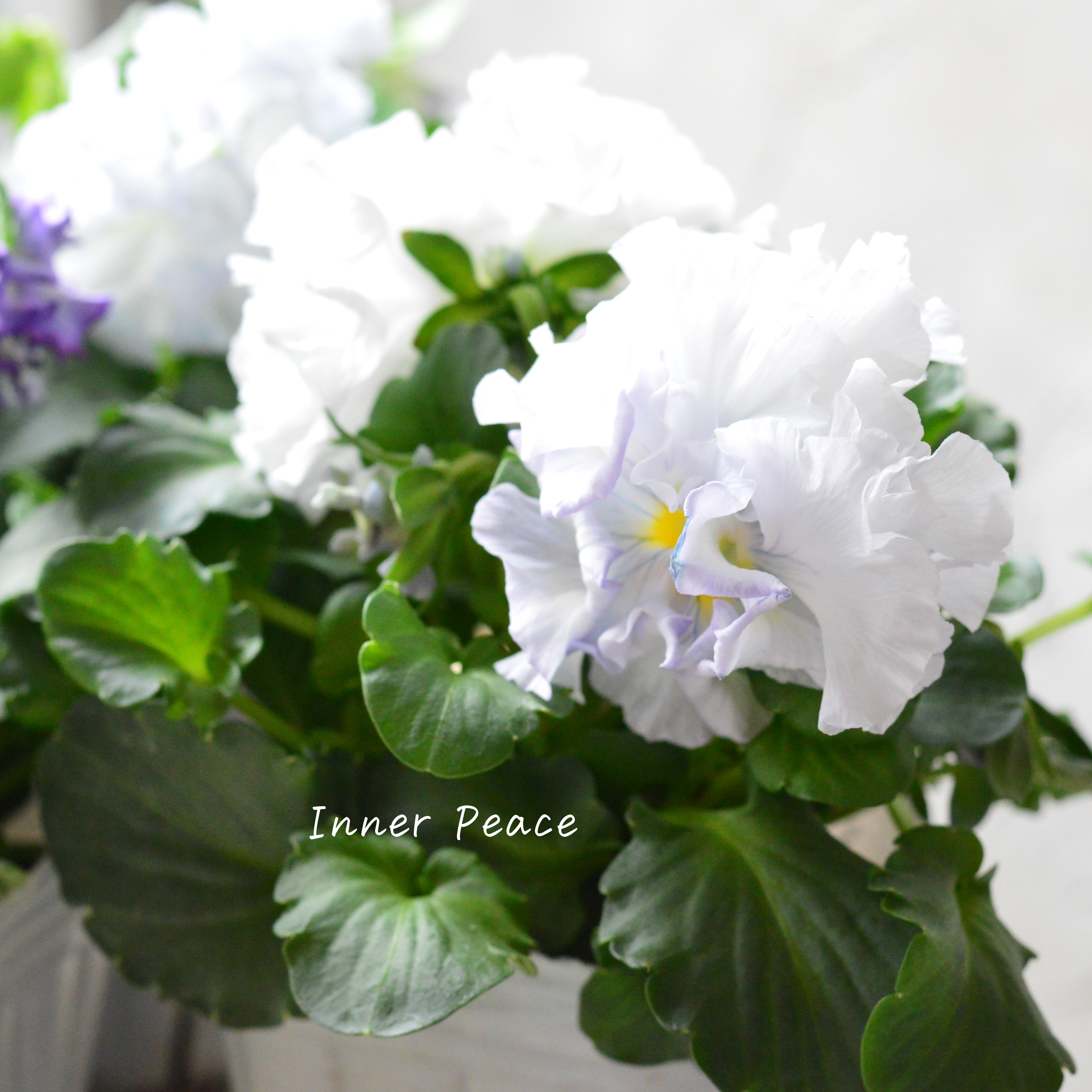 【湘南Berryさん】 フリルパンジー 『シュガーボンボン・ブルー系』 3寸POT