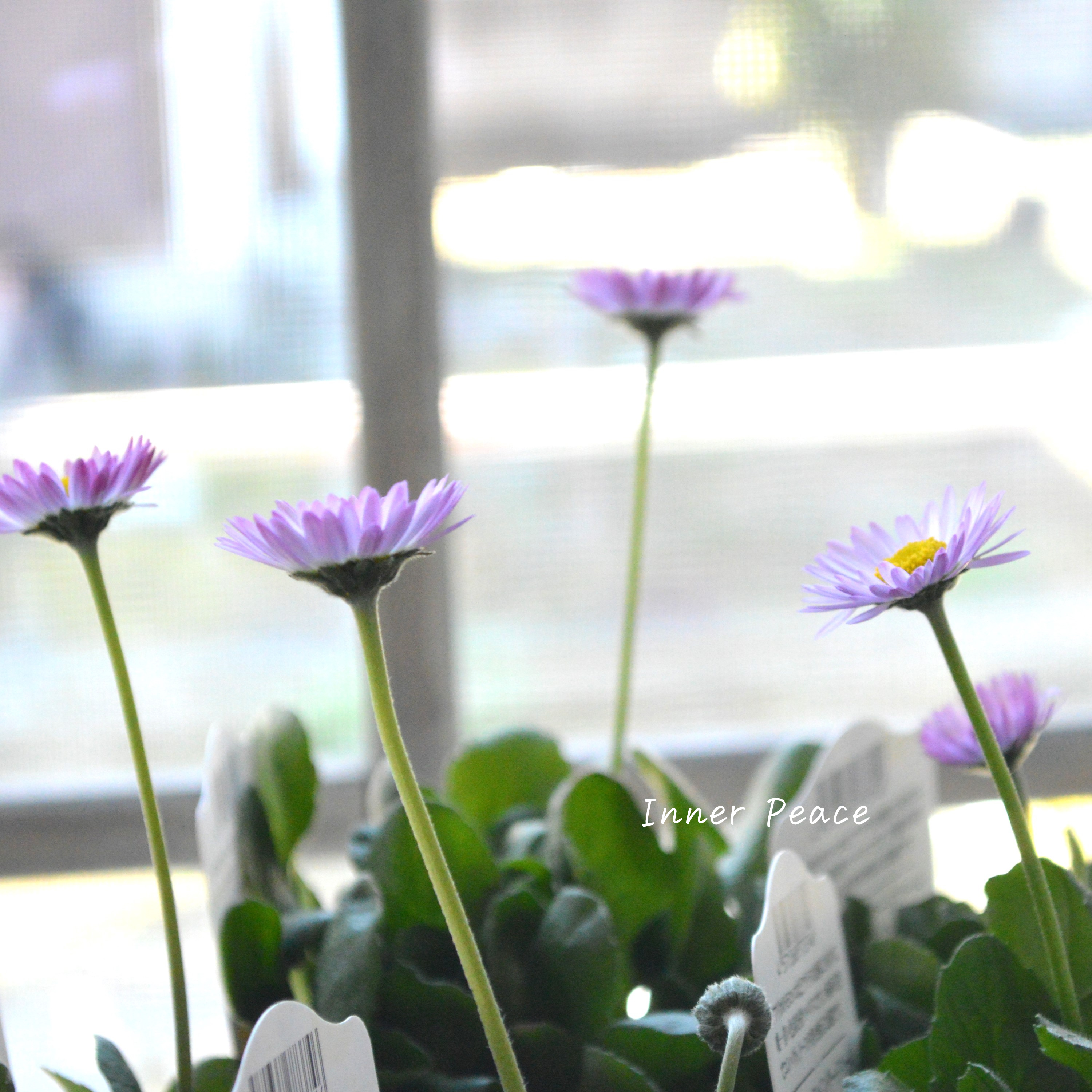 【見元園芸さん】 デージー 『ラベンダードリーム』 3寸POT