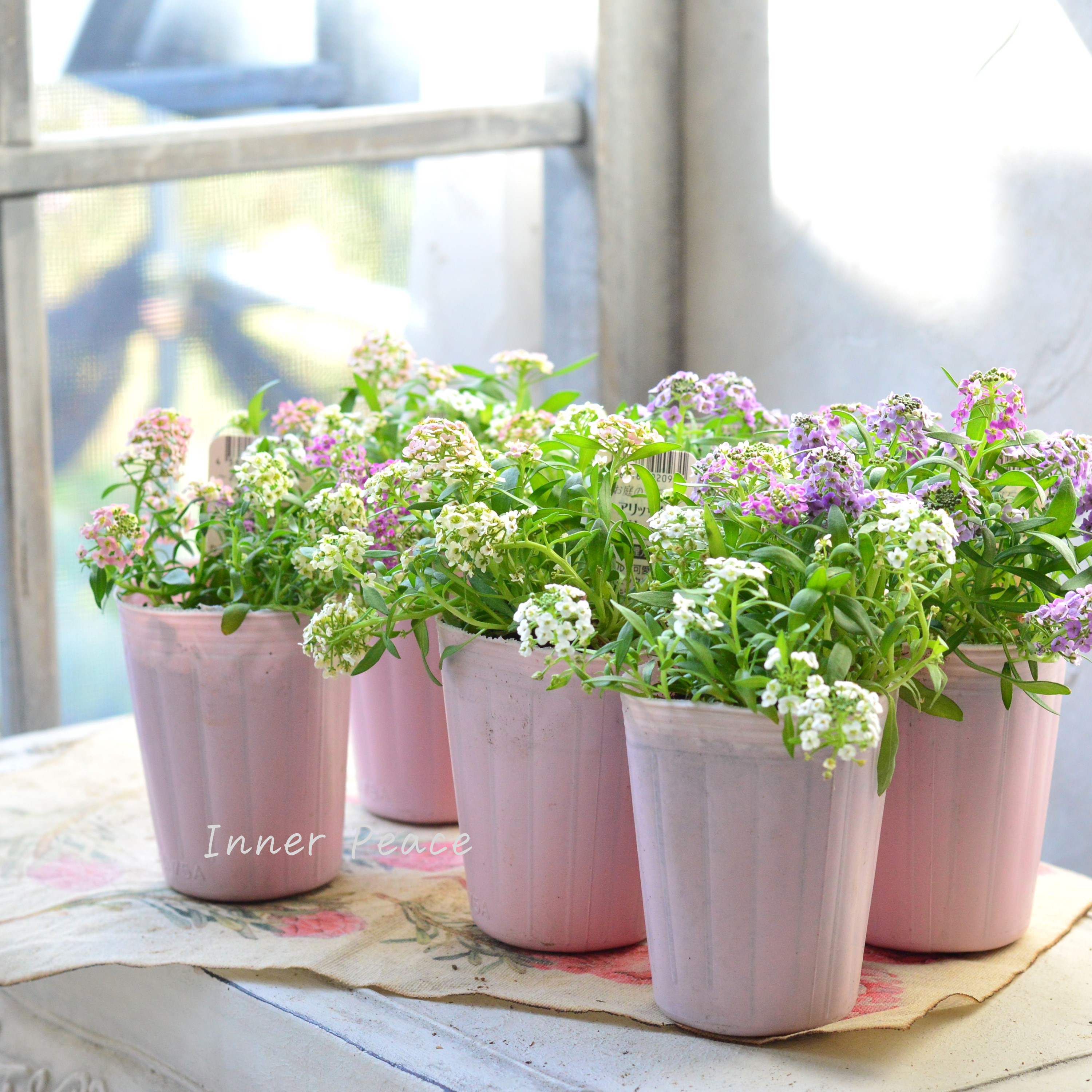 【ミックス】 スイートアリッサム 『ジュエリーミックス』 2.5寸ロングPOT