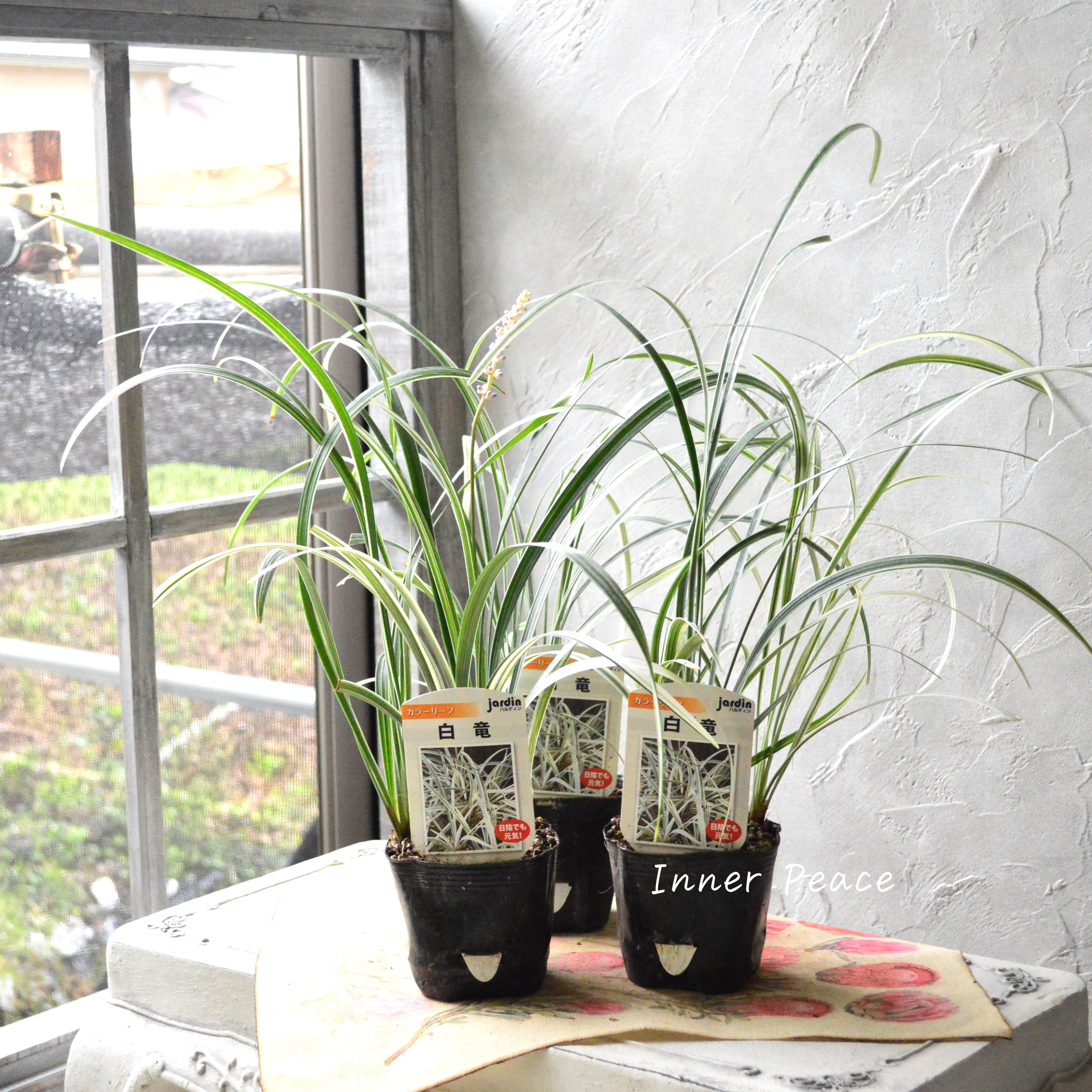 【日陰に強い】 リュウノヒゲ 『白竜』 3寸POT