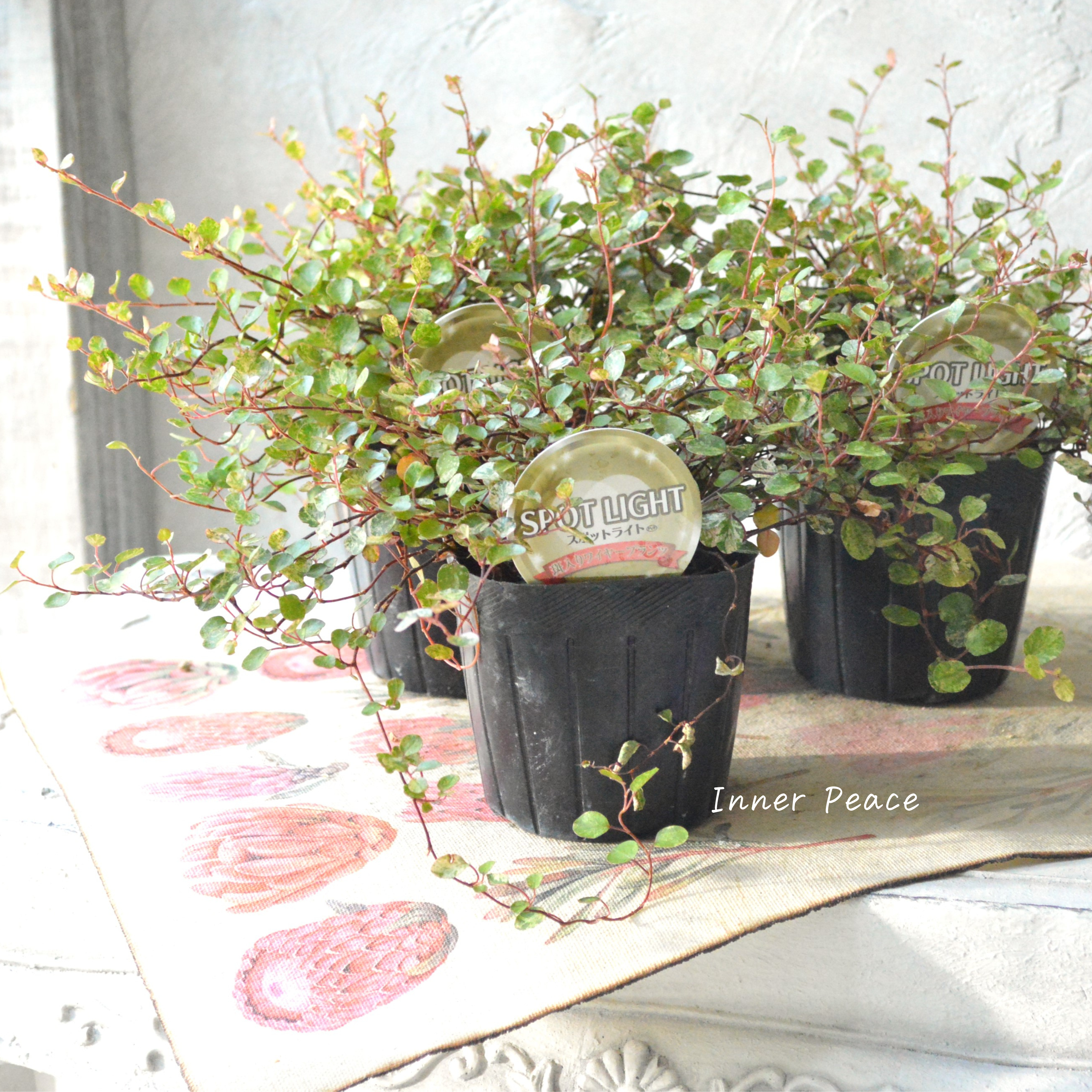 【寄せ植えの定番】 ワイヤープランツ 『スポットライト』 3寸POT