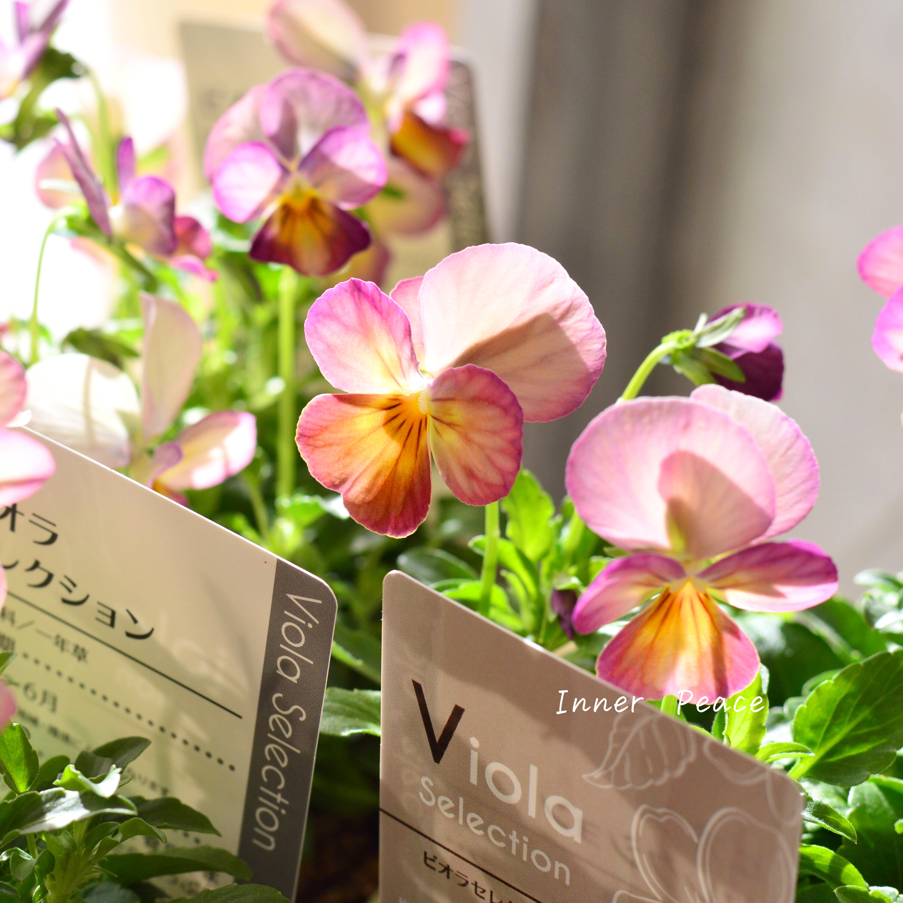 【かわいい】 ビオラ 『ピンクアンティーク』 3.5寸POT