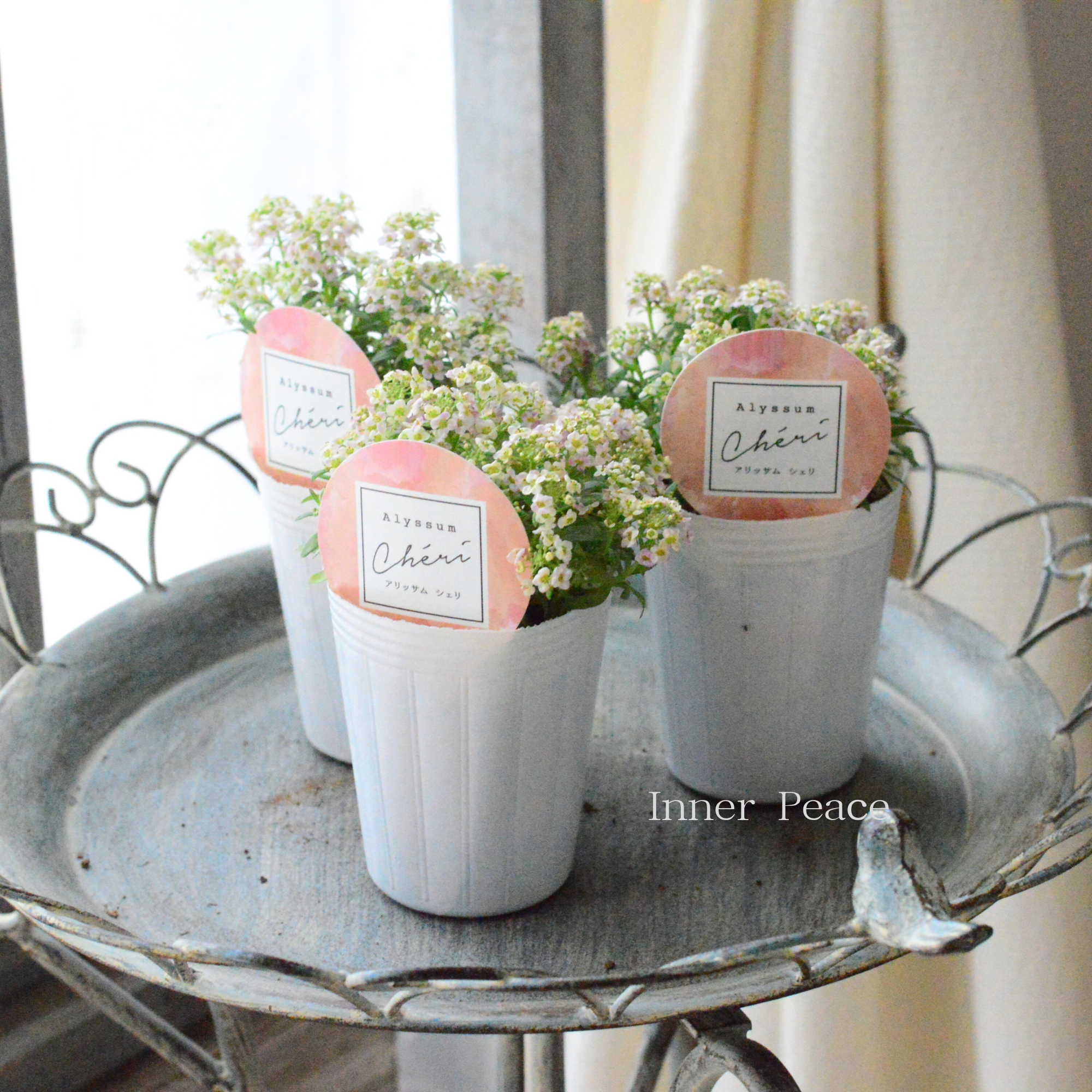 【奥田園芸さんオリジナル】 アリッサム 『シェリ・アプリコット』 3.5寸POT