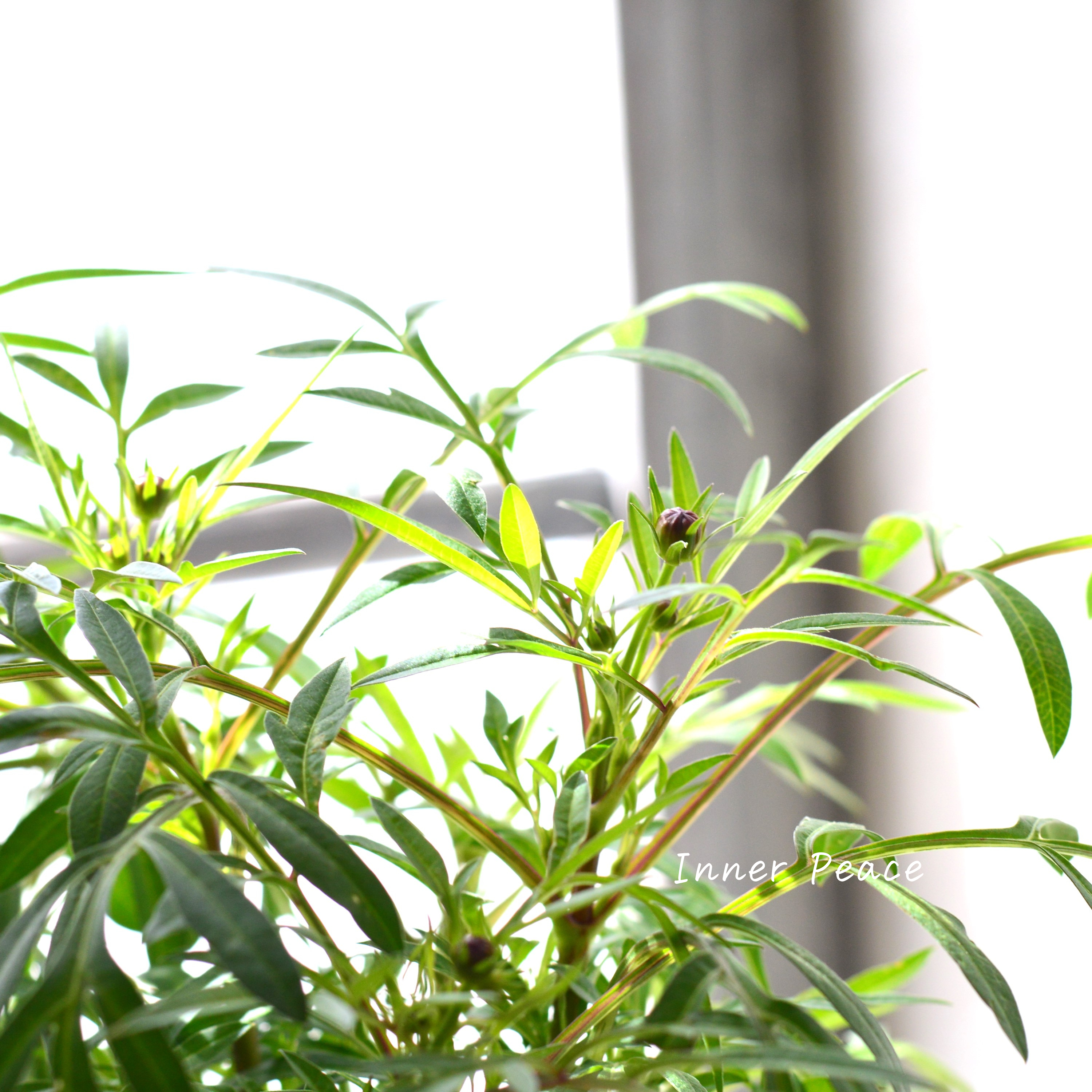 【美しい】 チョコレートコスモス・赤とんぼ 『あられ』 3寸ロングPOT