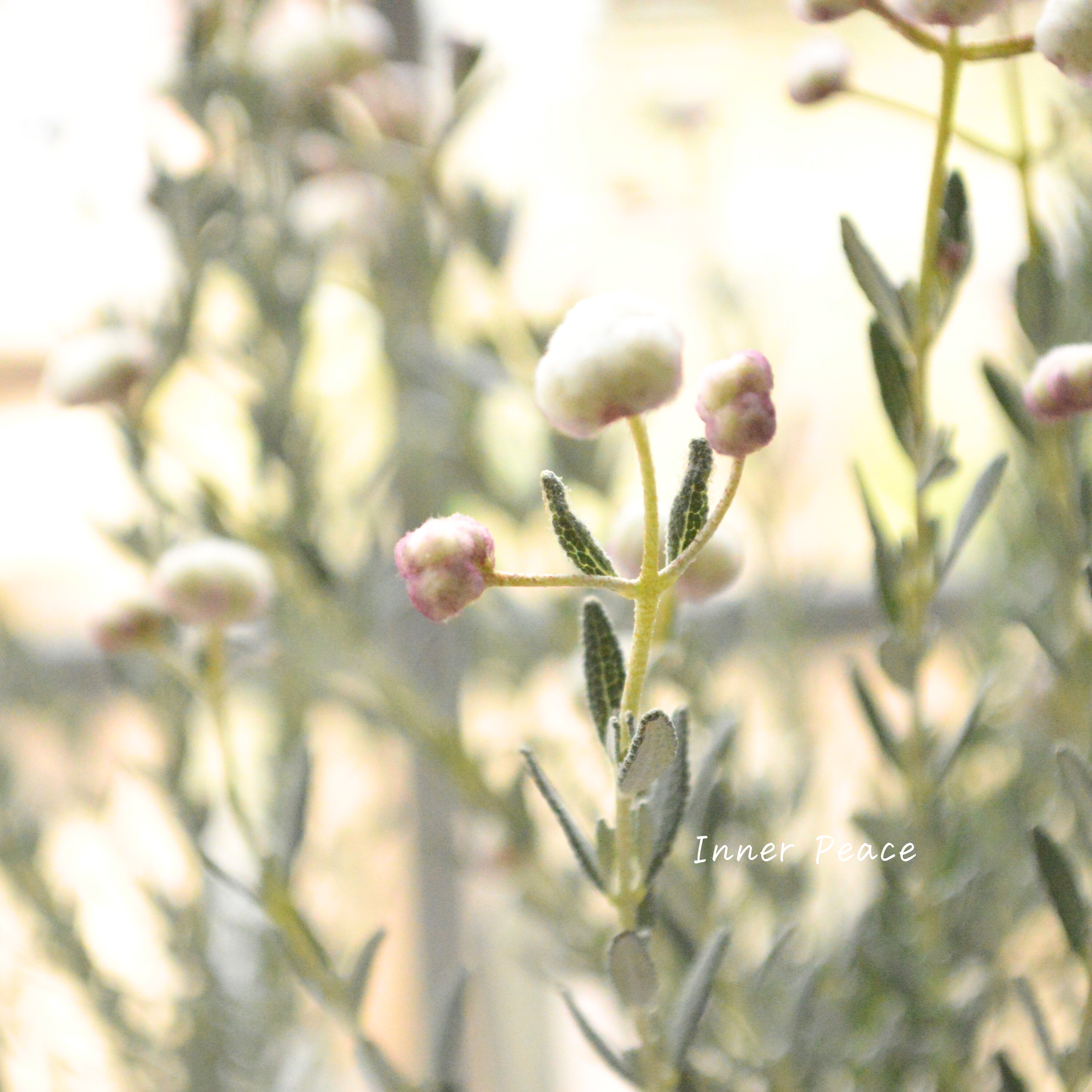 【希少】 ディクラスティリス 『グロビフローラ』 3寸POT