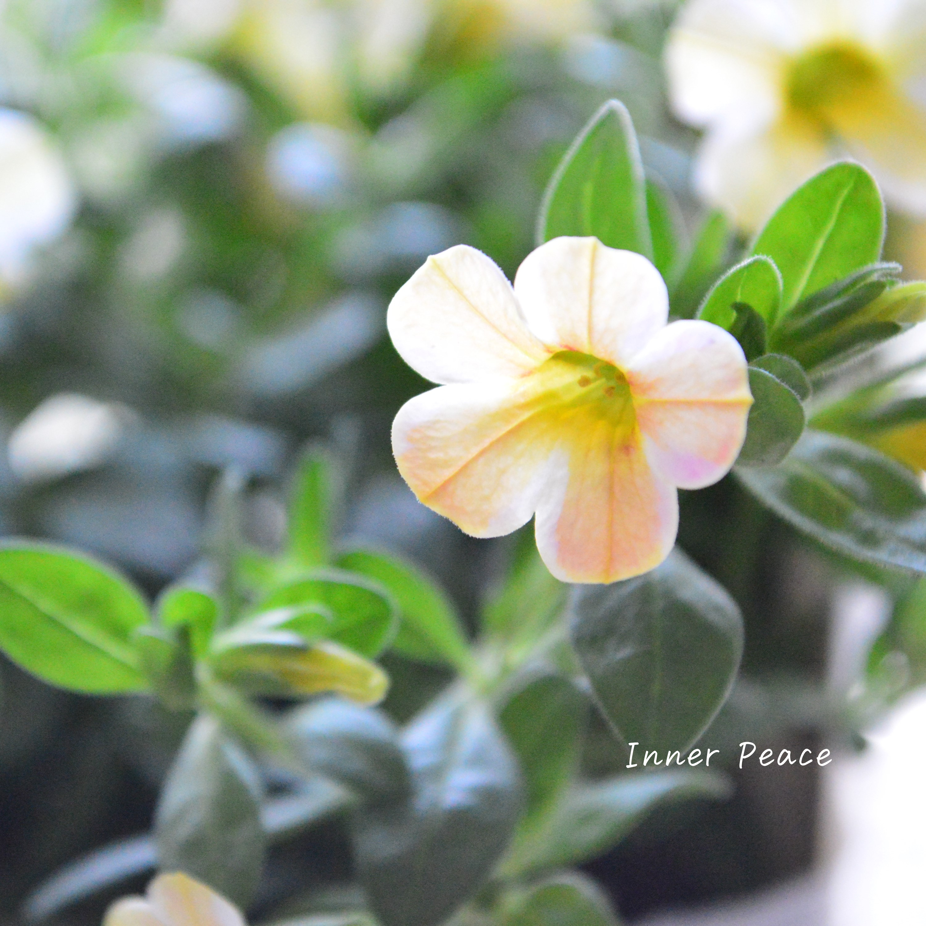 【暑さに強い】 カリブラコア 『キャラメル』 3寸ロングPOT