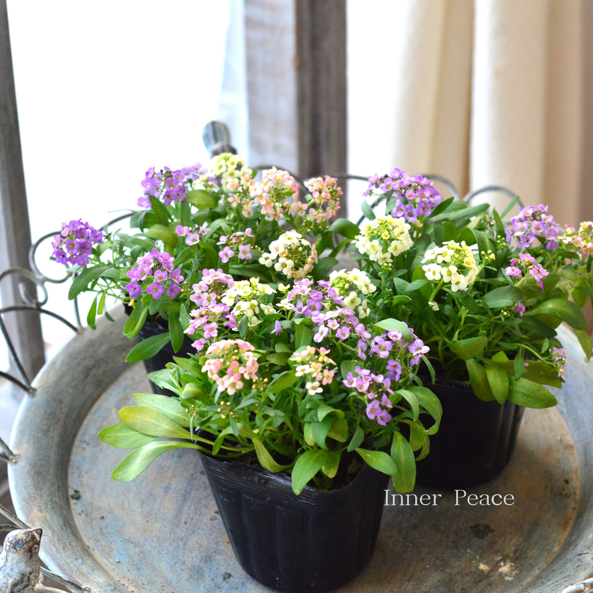 【寄せ植えに】 スイートアリッサム 『4色ミックス』 3寸POT