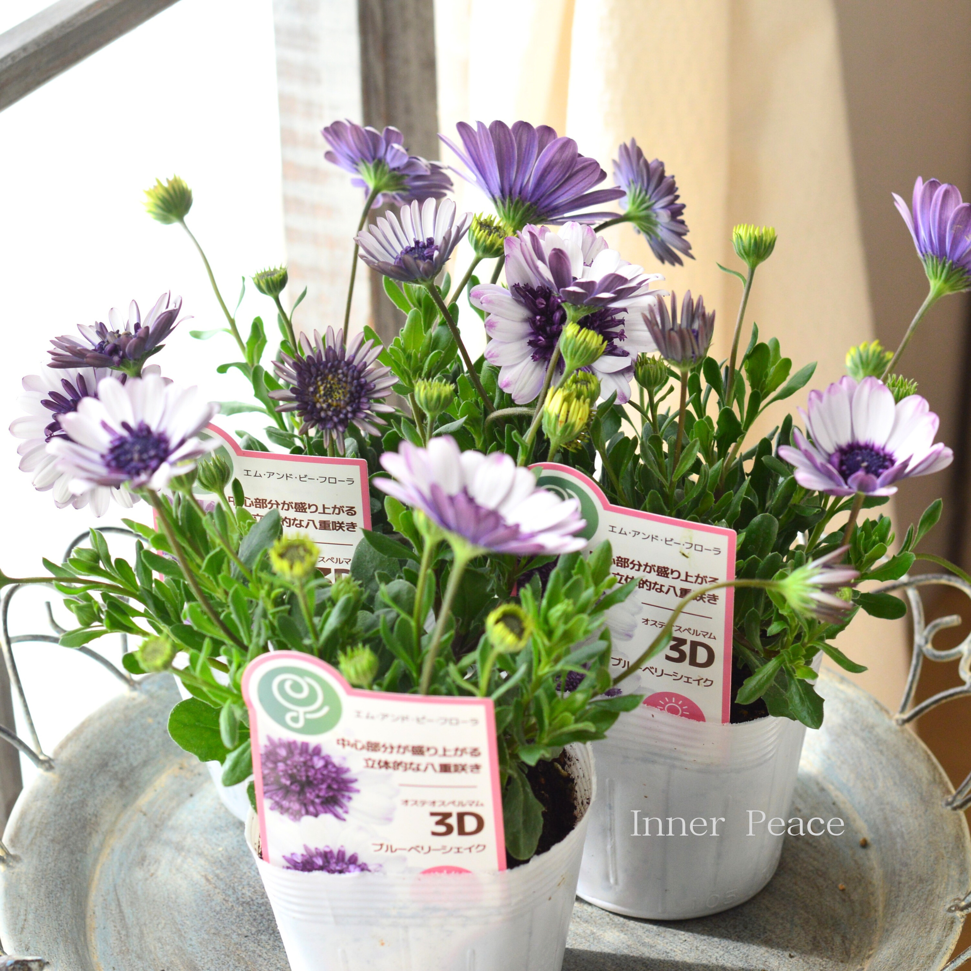 【八重咲き】 オステオスペルマム 『3D・ブルーベリーシェイク』 3.5寸POT