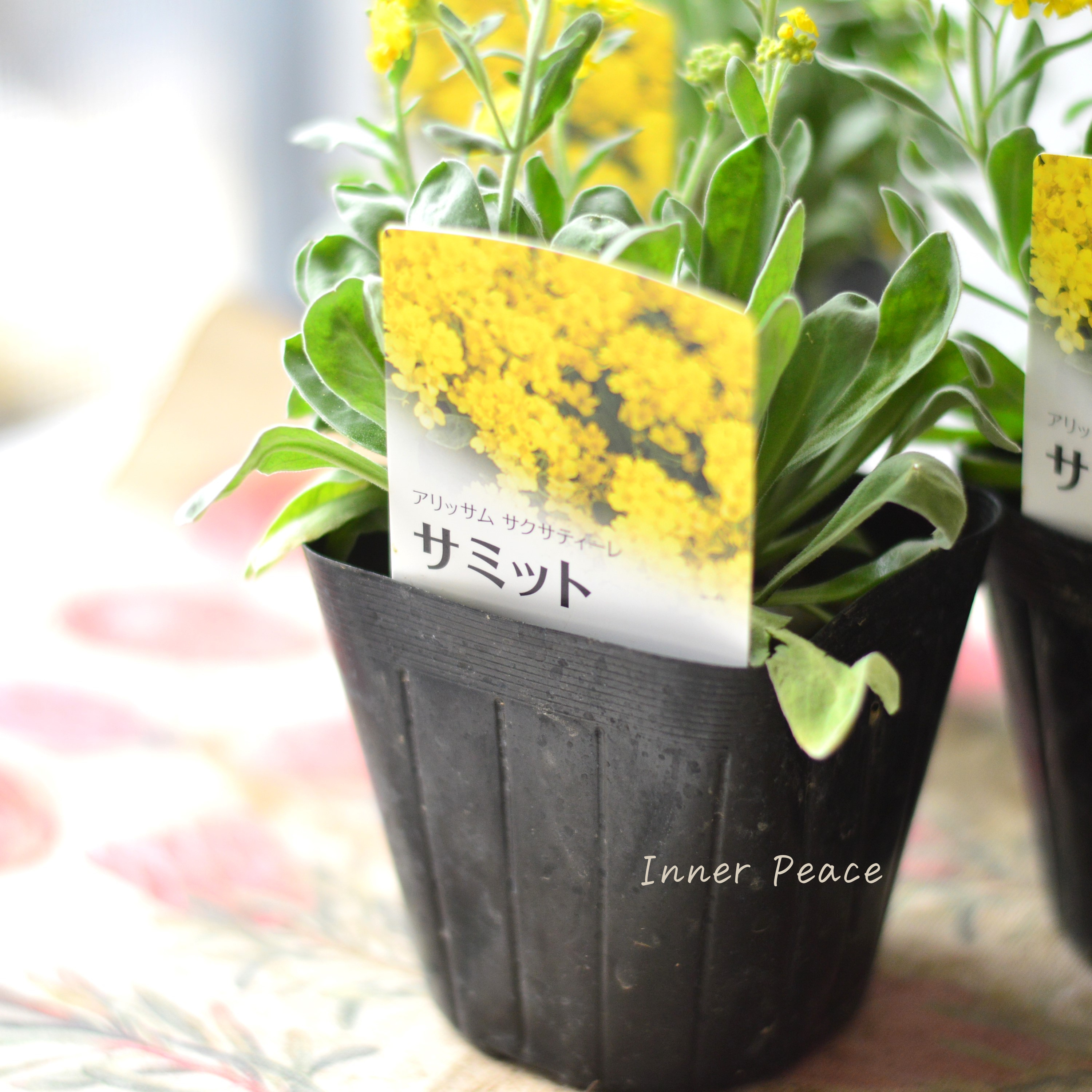 【宿根】 アリッサム サクサティーレ 『サミット』 3.5寸POT