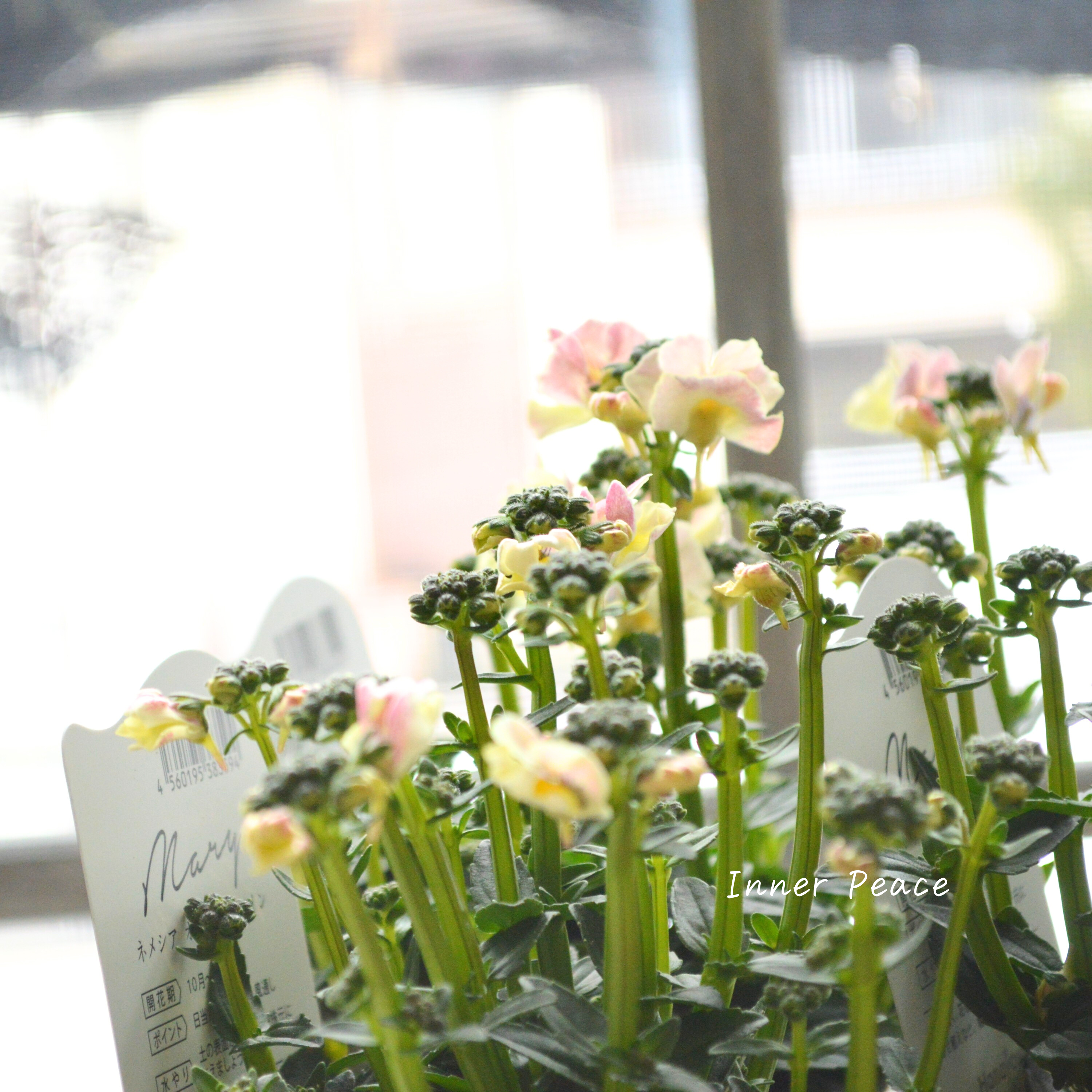 【花芳さん】 ネメシア 『マリー・オマージュパイン』 3.5寸POT