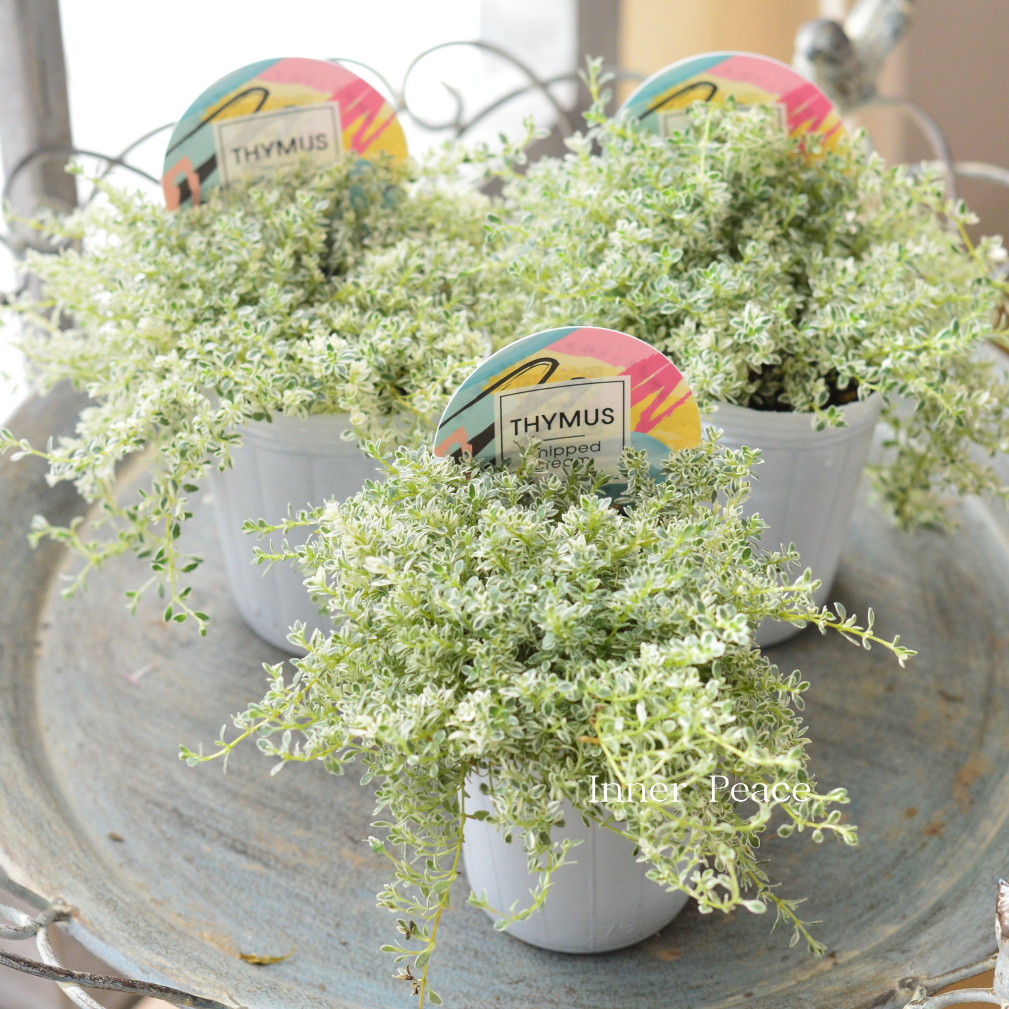 【白斑入り】 クリーピングタイム 『ホイップクリーム』 2.5寸POT