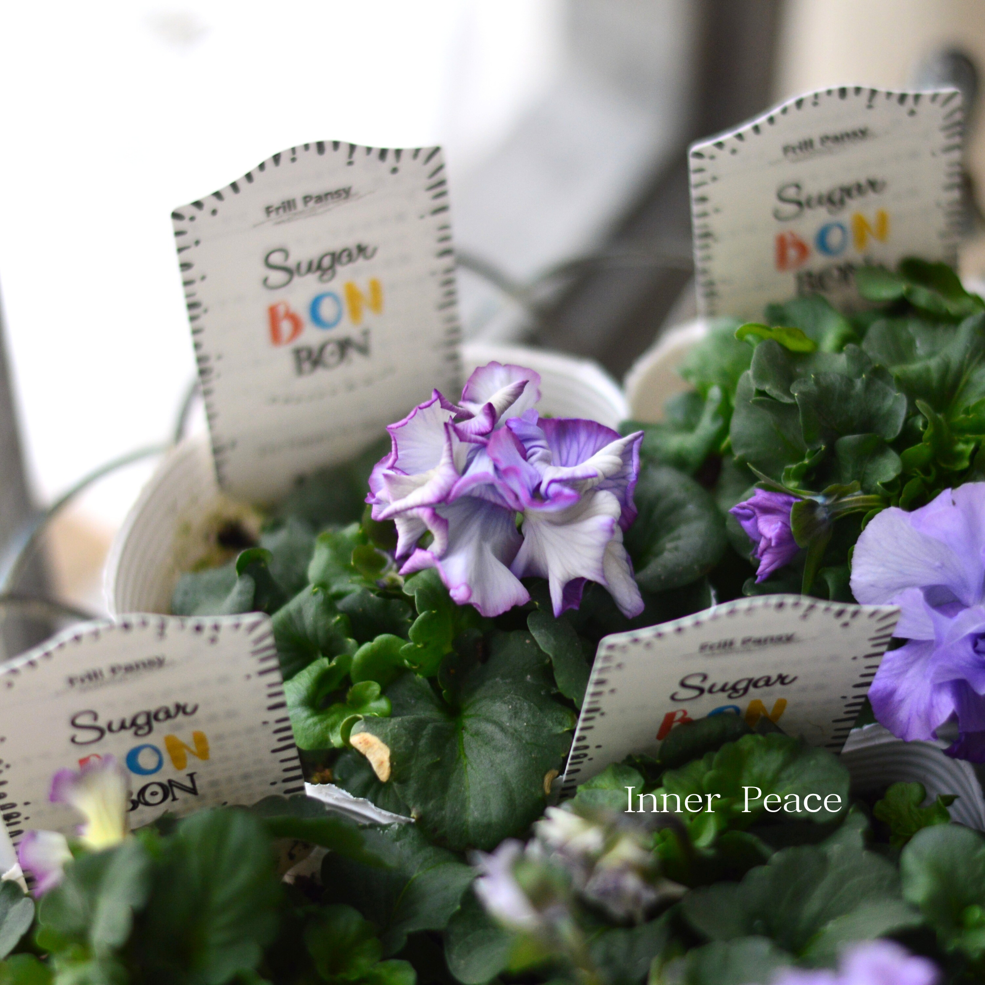 【湘南Berryさん】 フリルパンジー 『シュガーボンボン・パープル系』 3寸POT