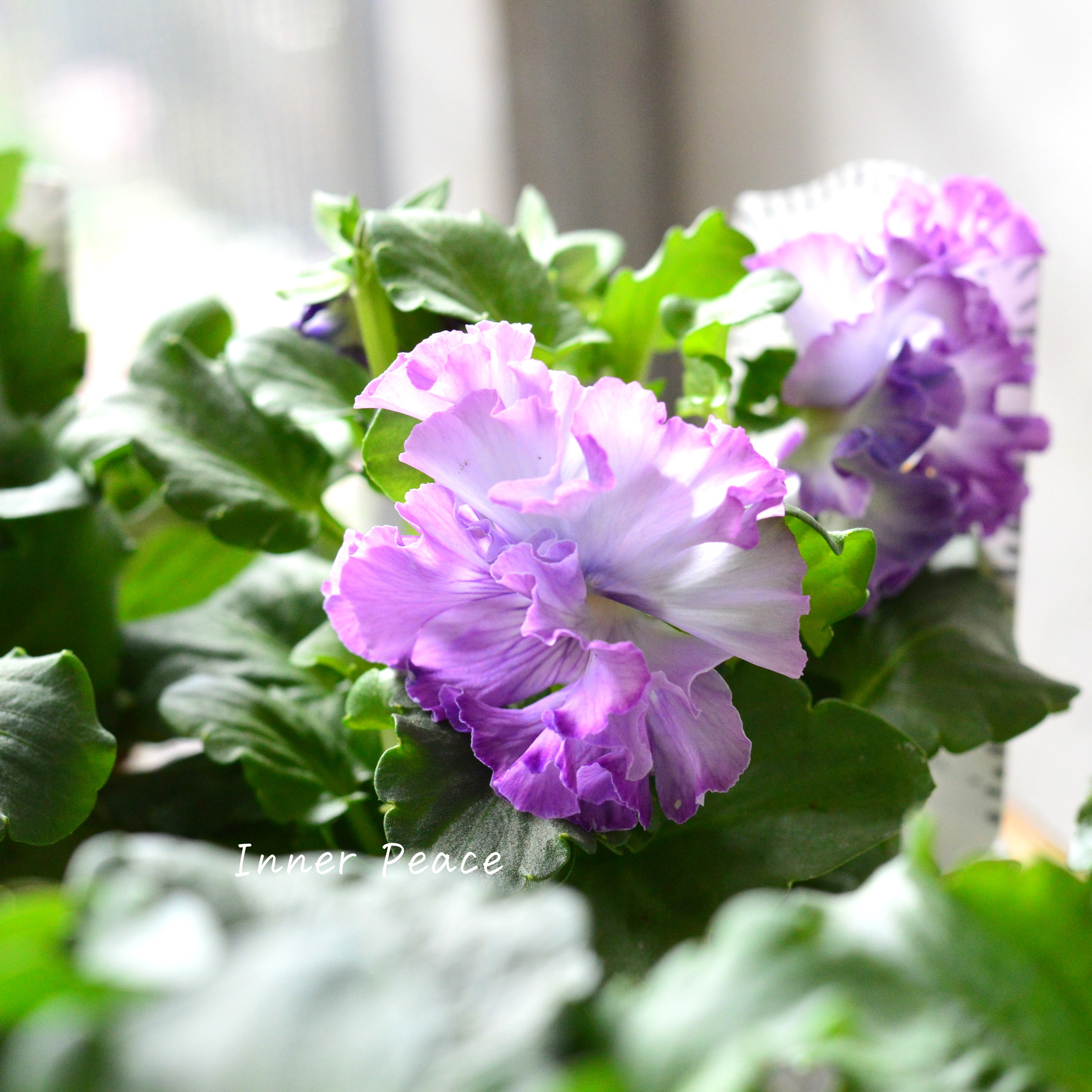 【湘南Berryさん】 フリルパンジー 『シュガーボンボン・パープル系』 3寸POT