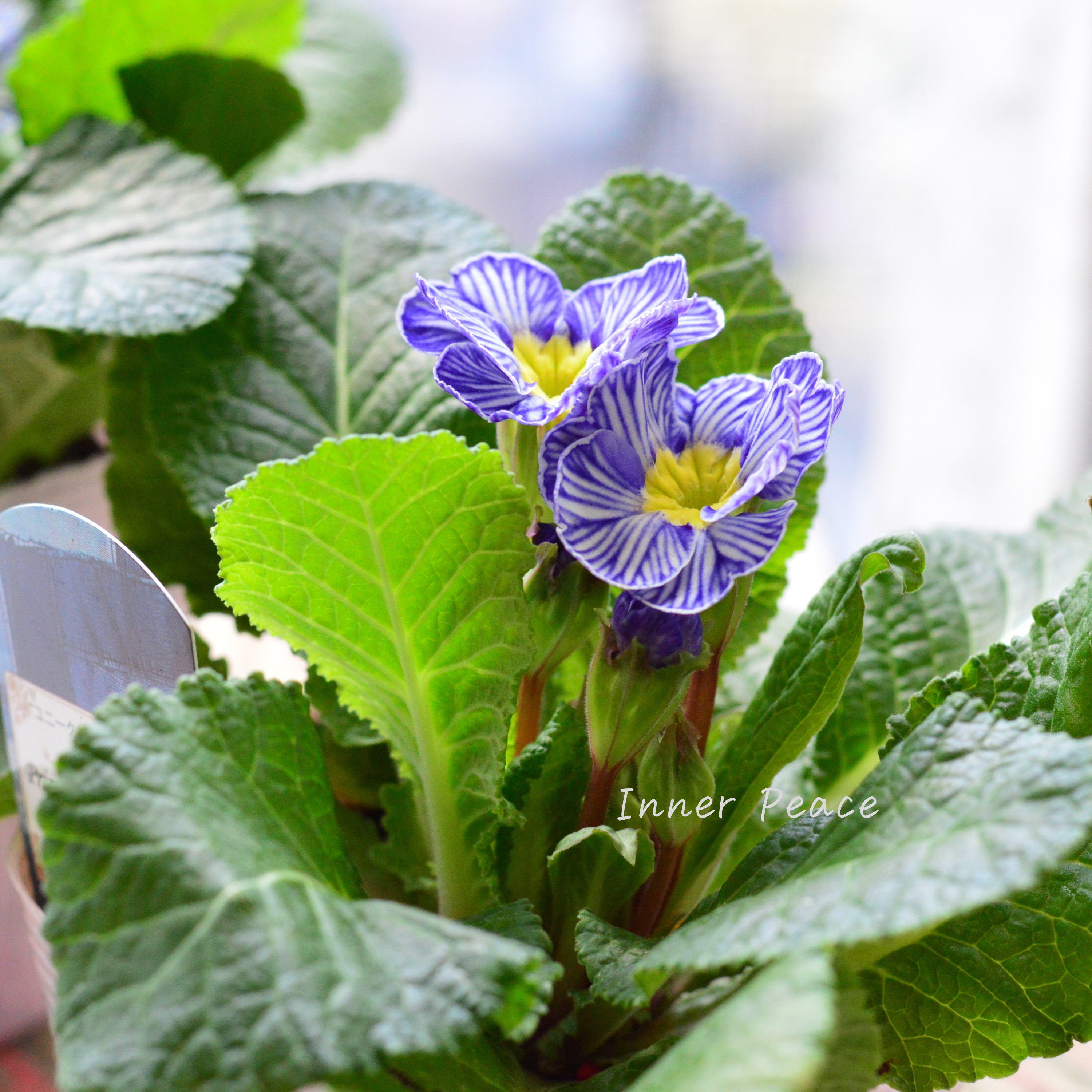 【個性的】 プリムラ 『ヴィンテージデニム』 3寸POT