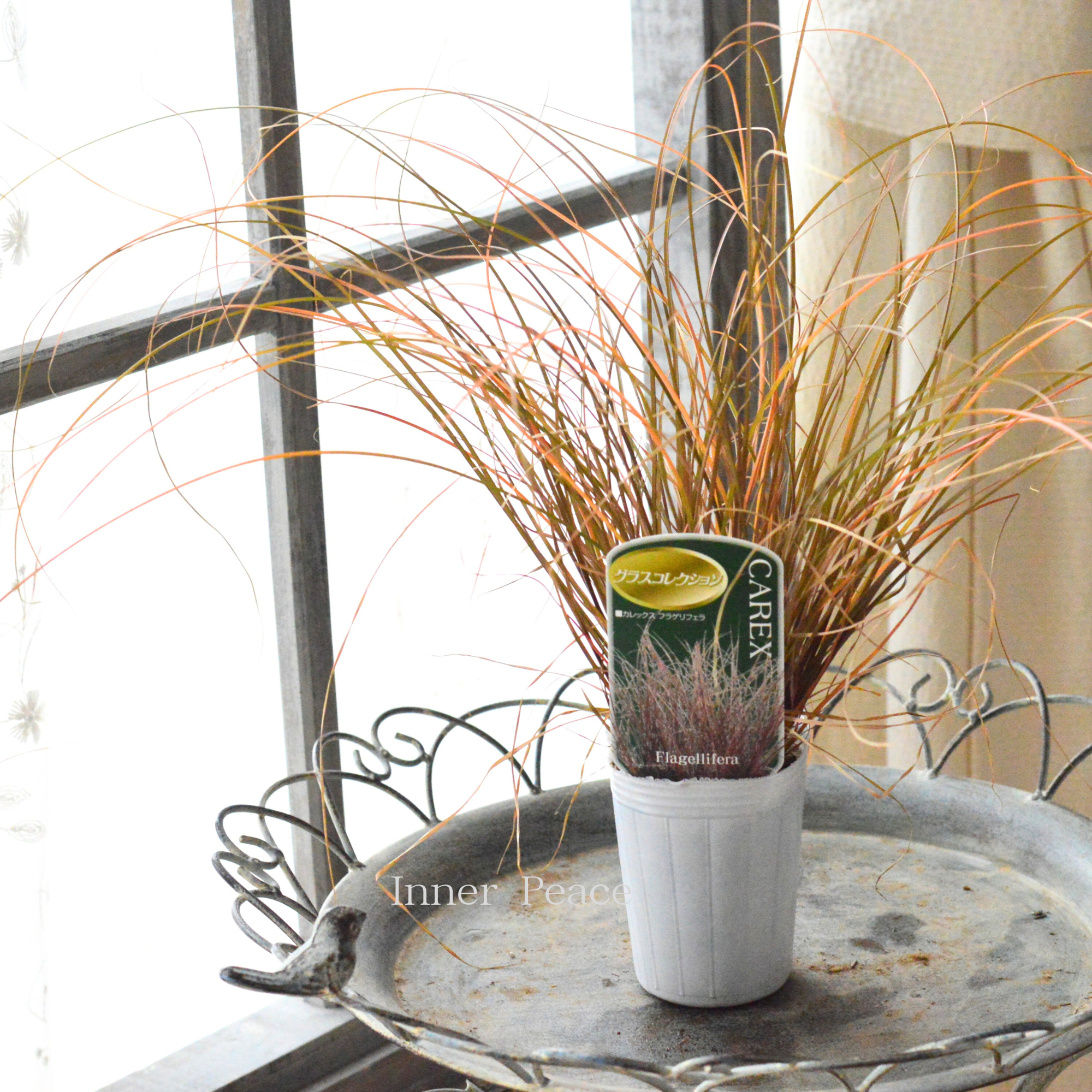 【オシャレ】 カレックス 『フラゲリフェラ』 2.5寸POT