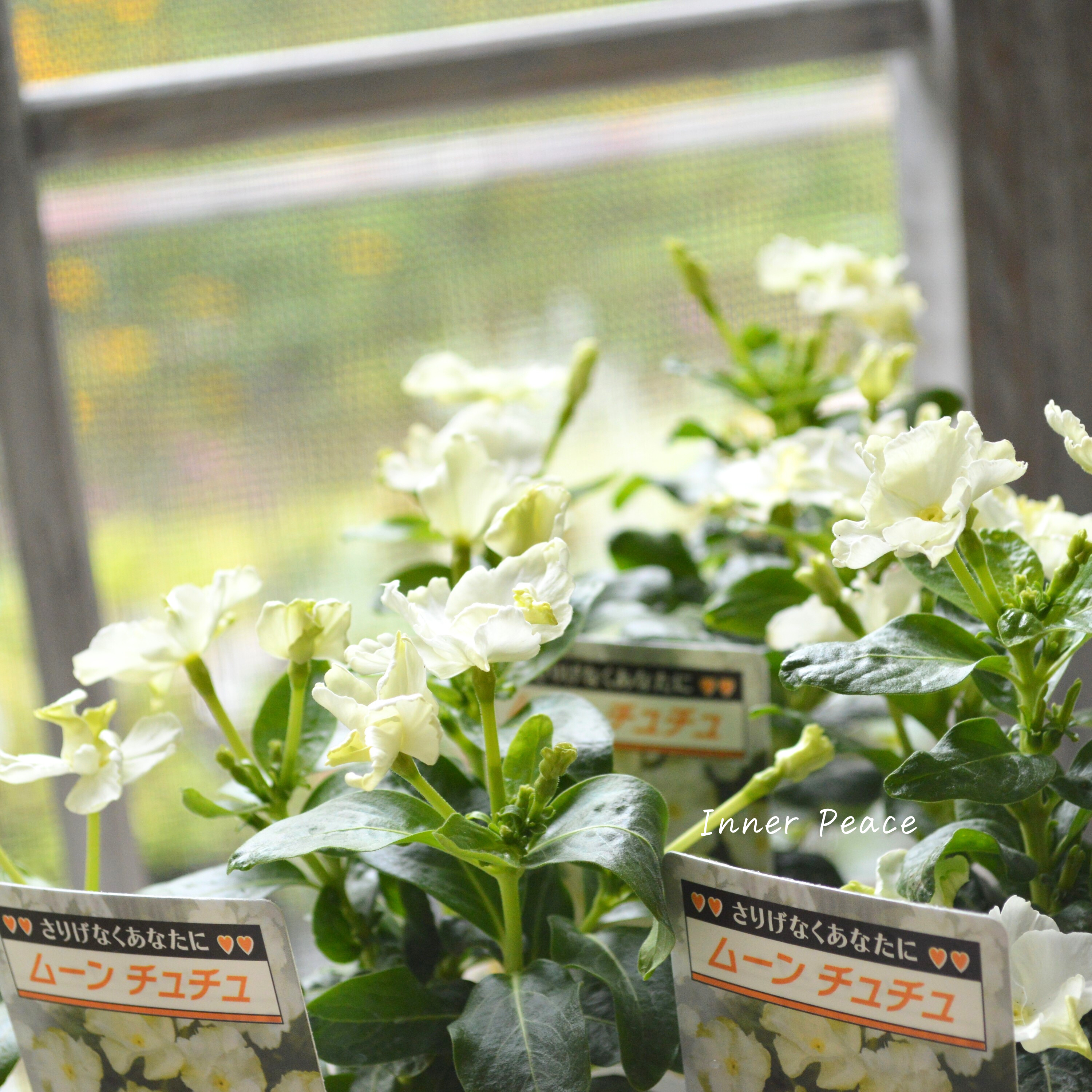 【北島園芸さん】 ニチニチソウ 『ムーンチュチュ』 3.5寸POT