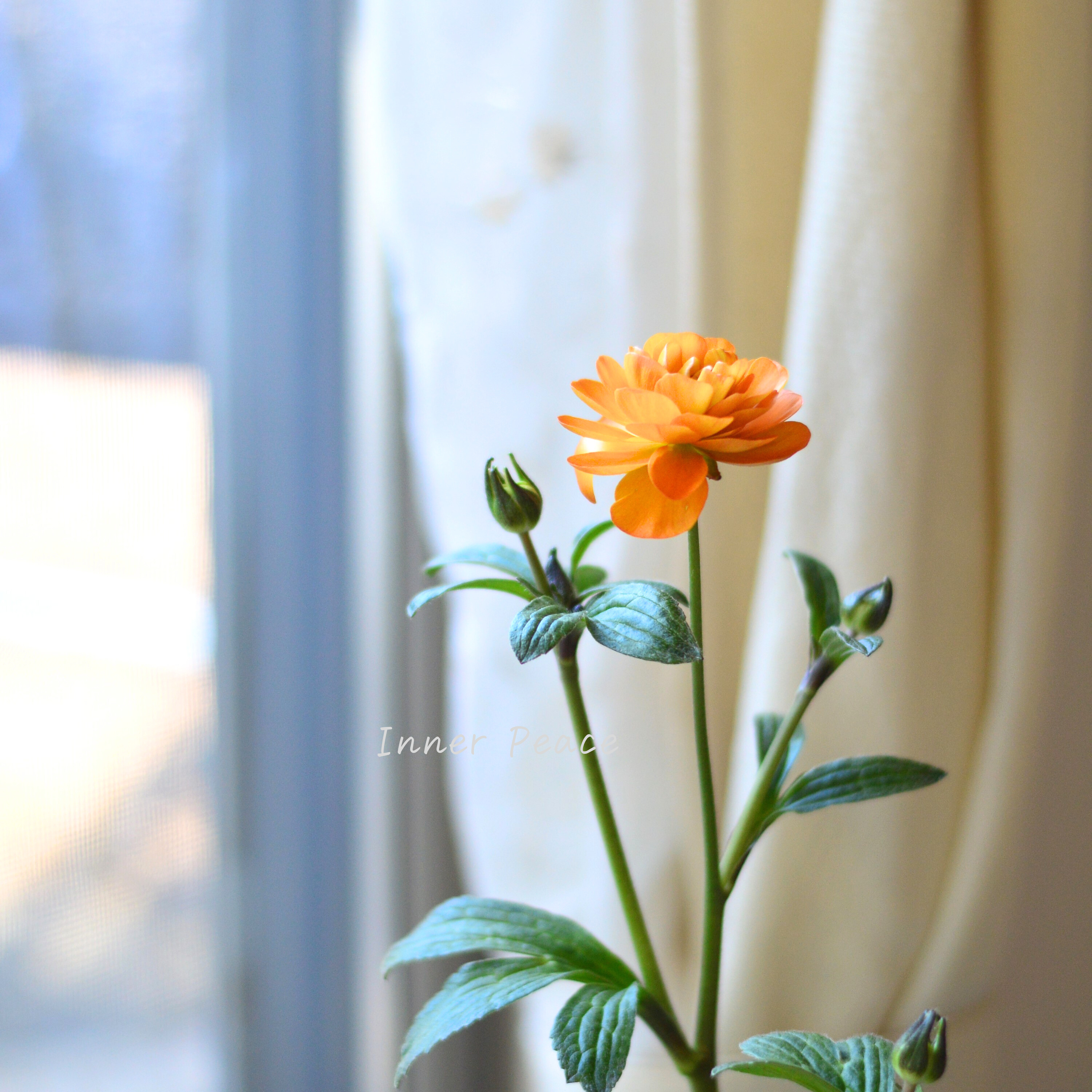 【美しい】 ラナンキュラス・ラックス 『ガラテア』 4寸POT