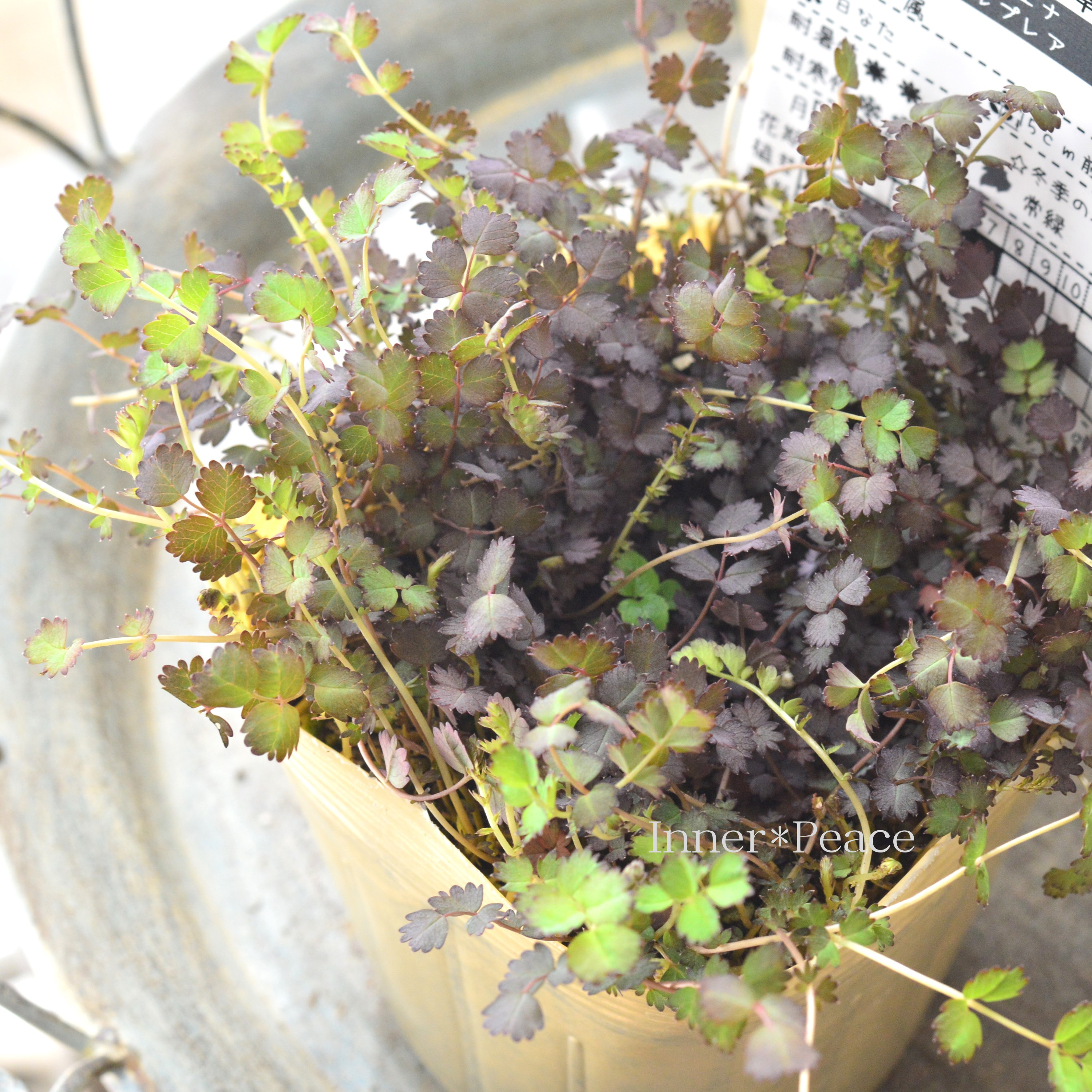 【常緑】 アカエナ 『プルプレア』 3.5寸POT