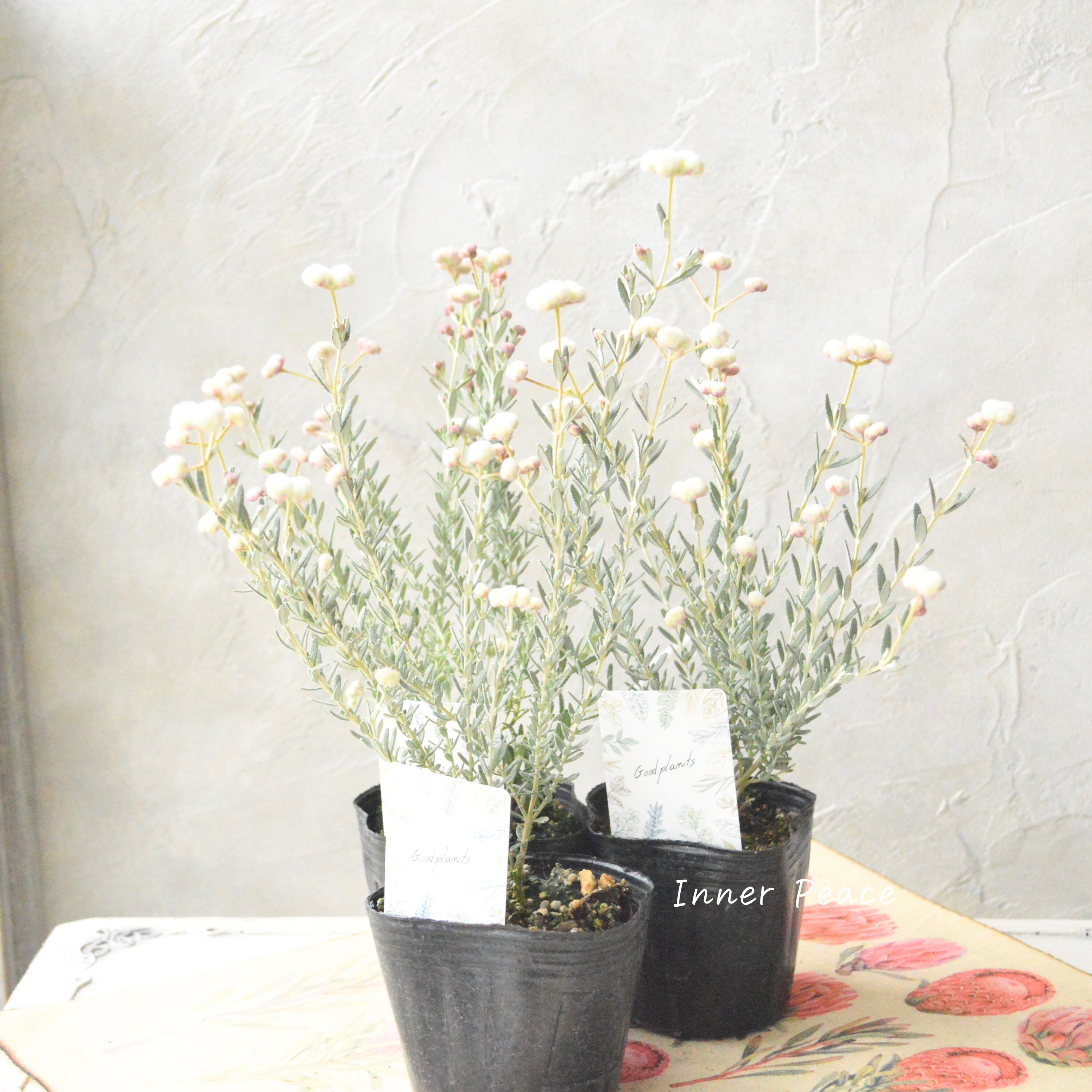 【希少】 ディクラスティリス 『グロビフローラ』 3寸POT