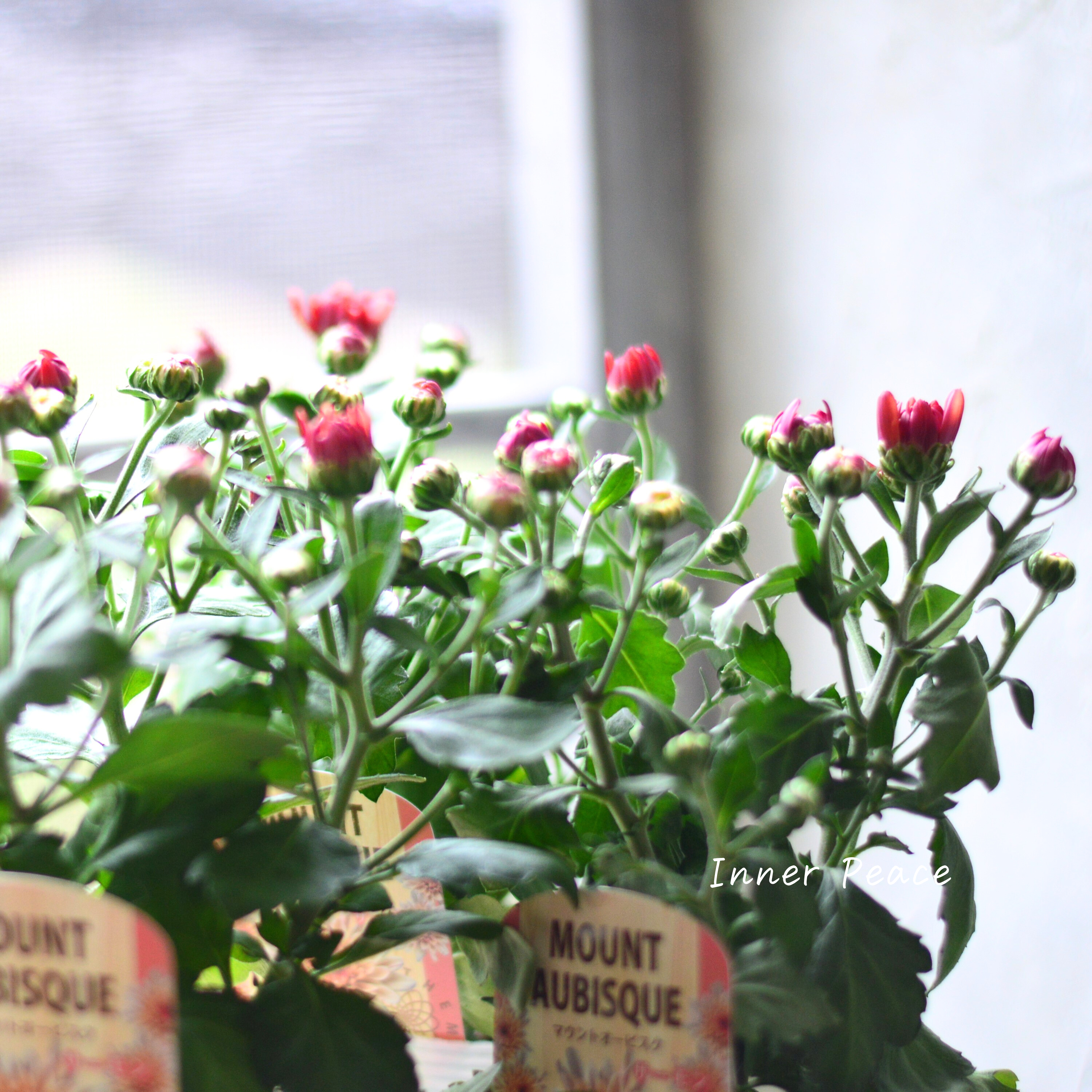 【秋の花】 クリサンセマム 『マウントオービスク・サーモン』 3.5寸POT