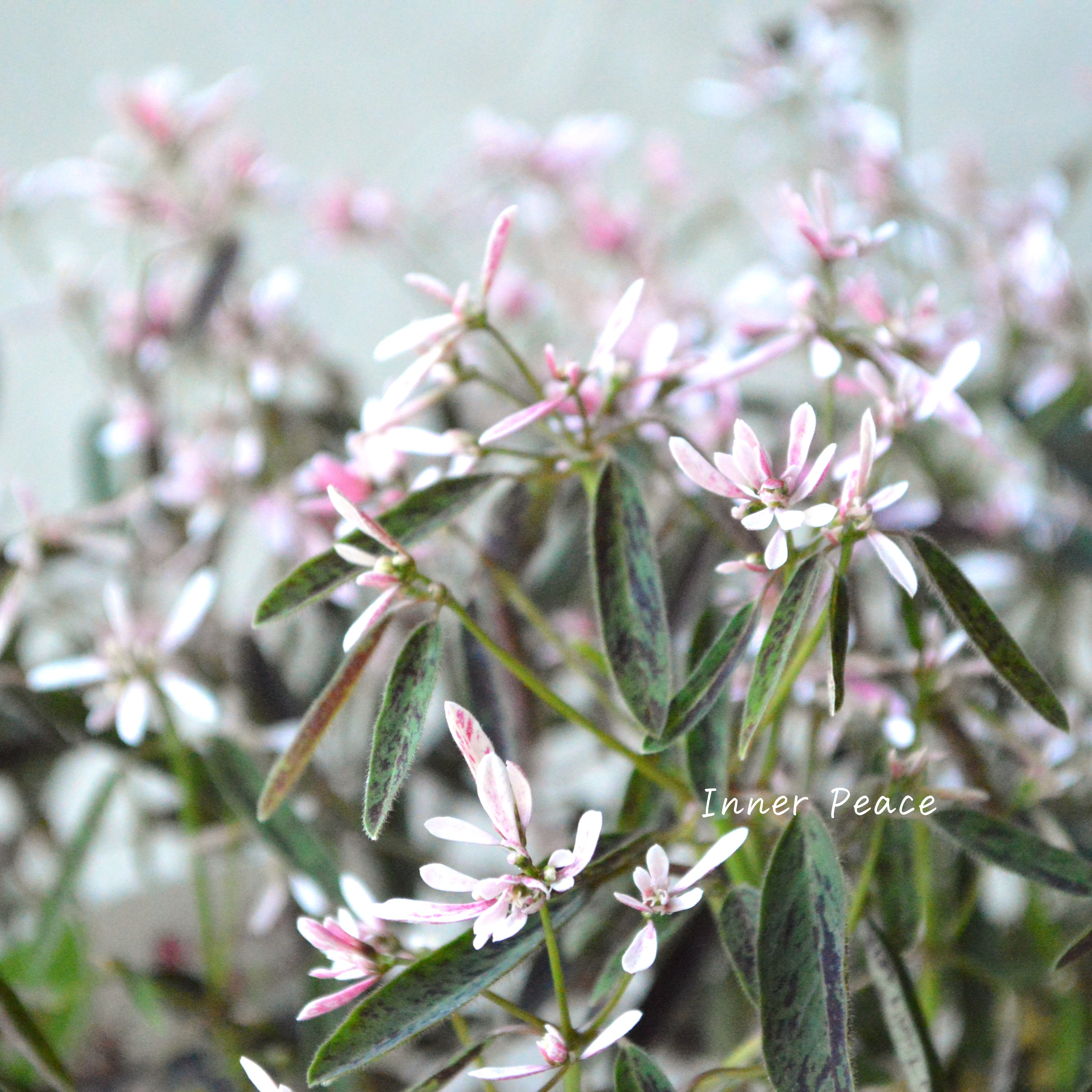 【暑さに強い】 ユーフォルビア 『スターブラスト』 3.5寸POT