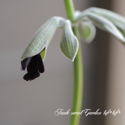 【希少】 サルビア 『ディスコロールカラー』 3.5寸POT