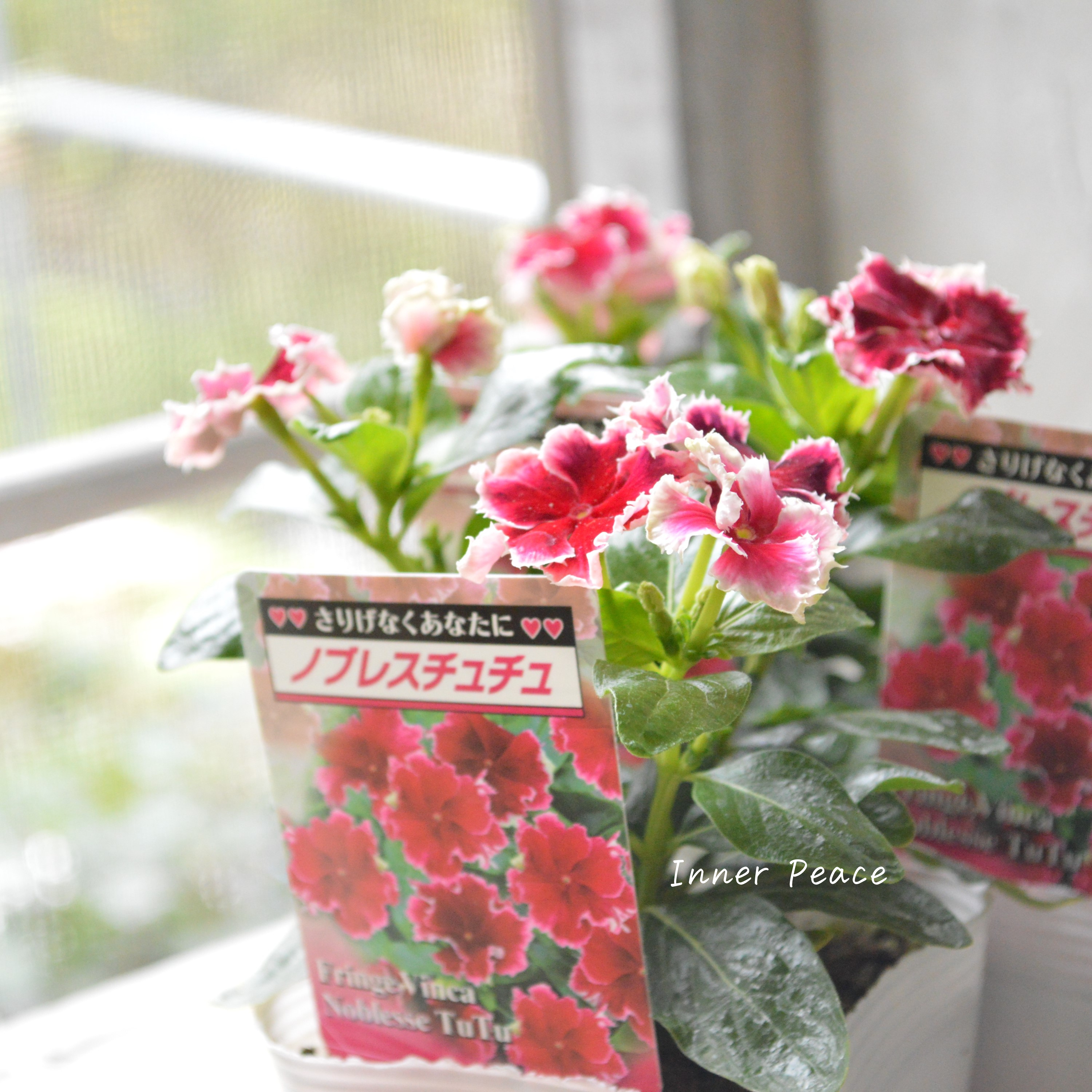 【北島園芸さん】 ニチニチソウ 『ノブレスチュチュ』 3.5寸POT