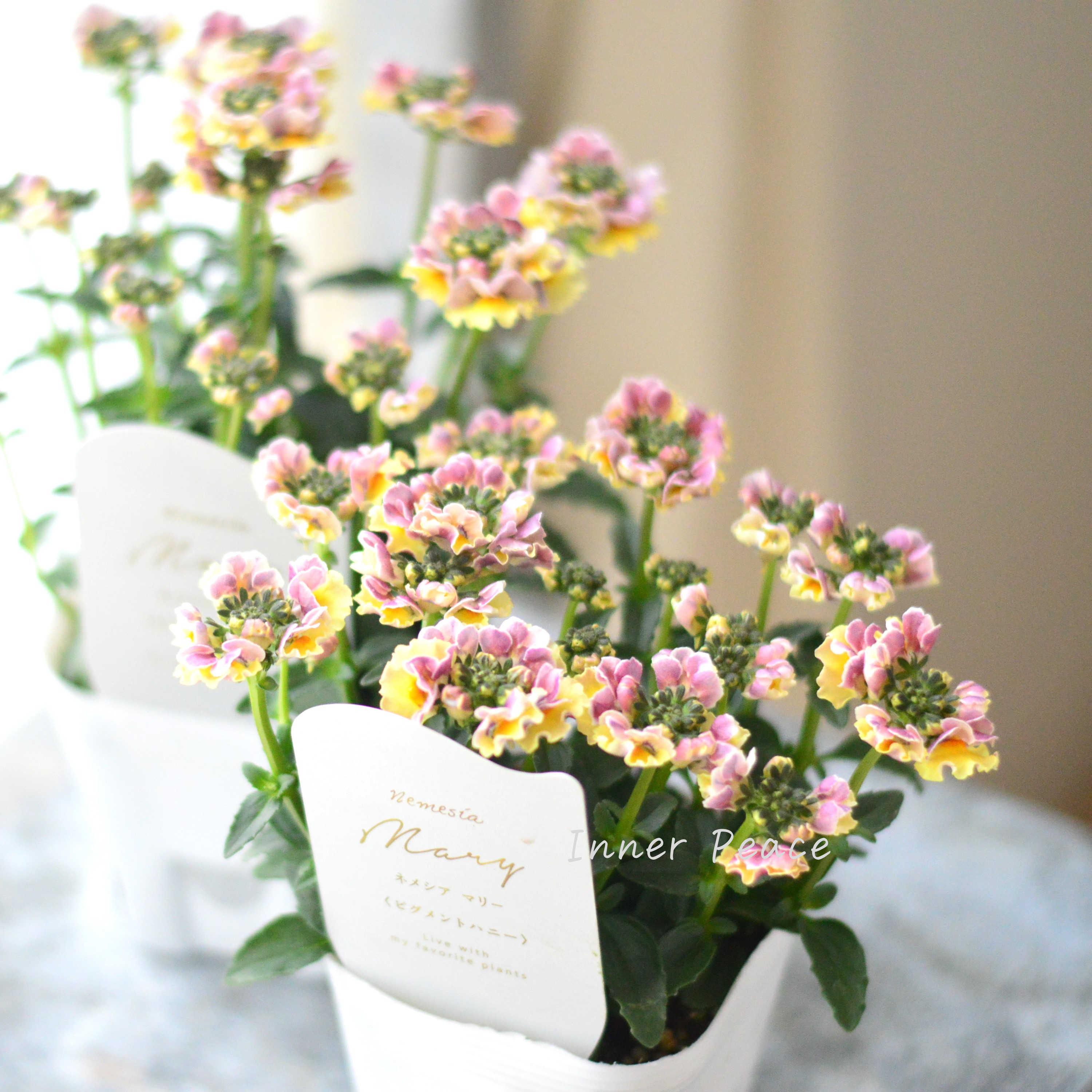 【花芳さん】 ネメシア 『マリー・ピグメントハニー』 3.5寸POT