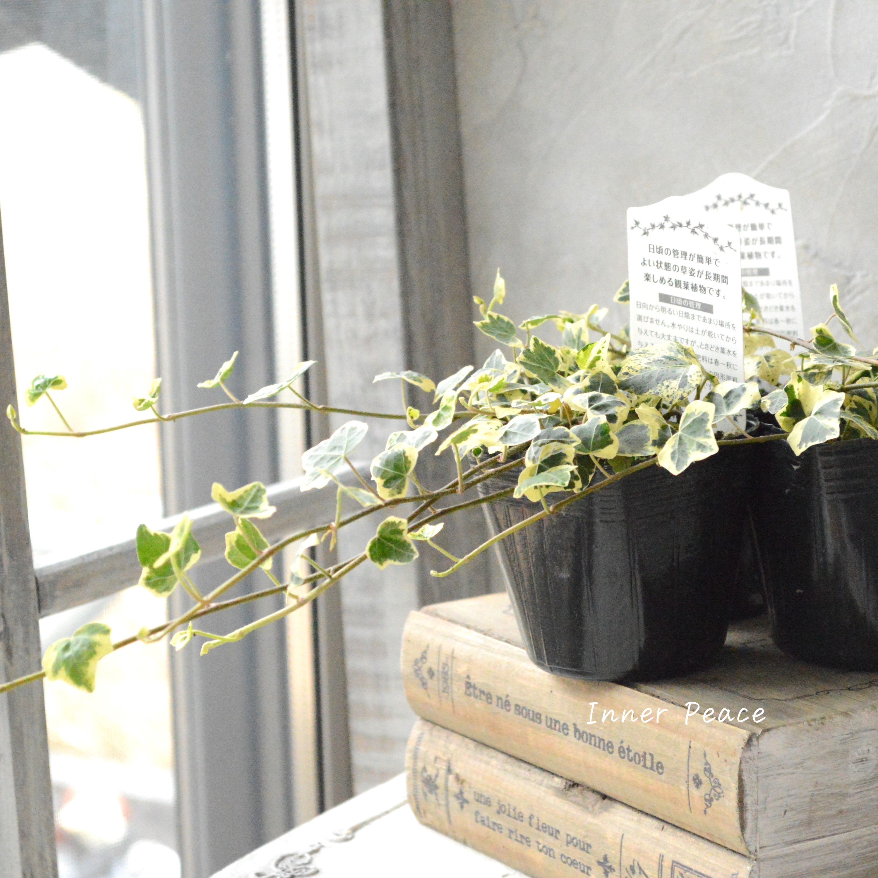 【斑入り】 ヘデラ 『カノン』 3寸POT